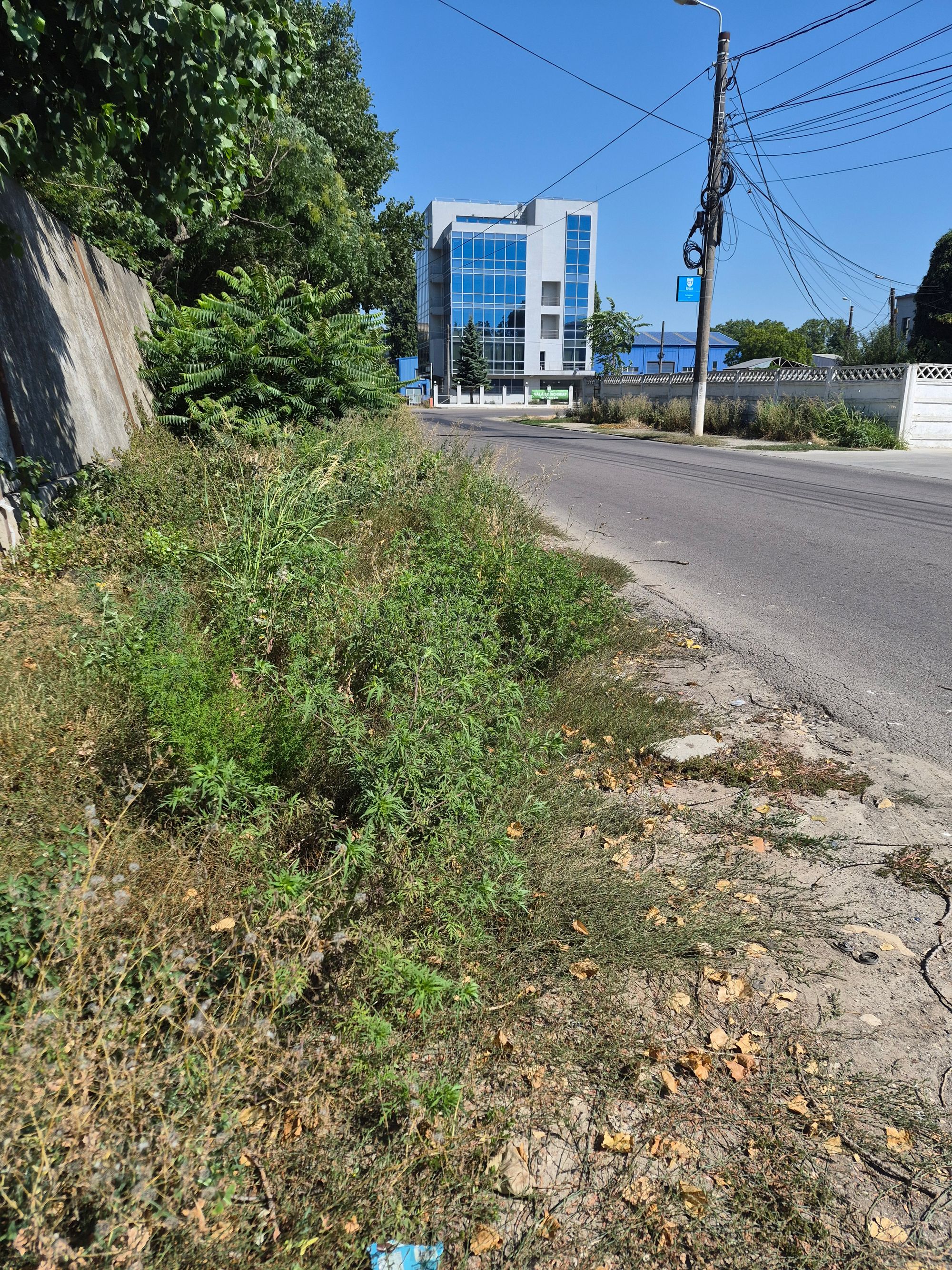 Ambrozie in Strada Celulozei 3 Bis, Constanța, Municipiu Constanța, Județul Constanța - 37396.jpg
