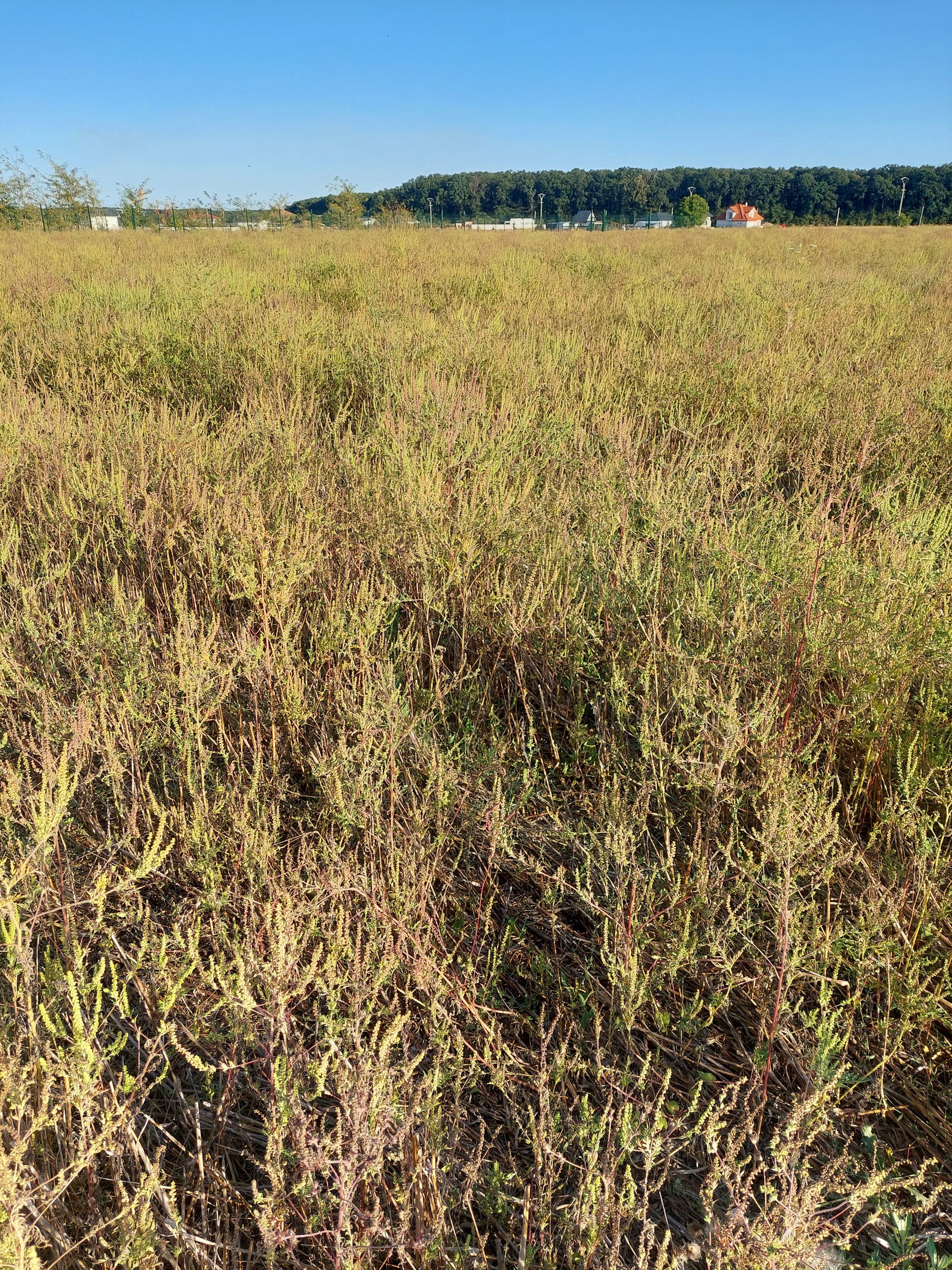 Ambrozie in Ghermănești, Comuna Snagov, Județul Ilfov