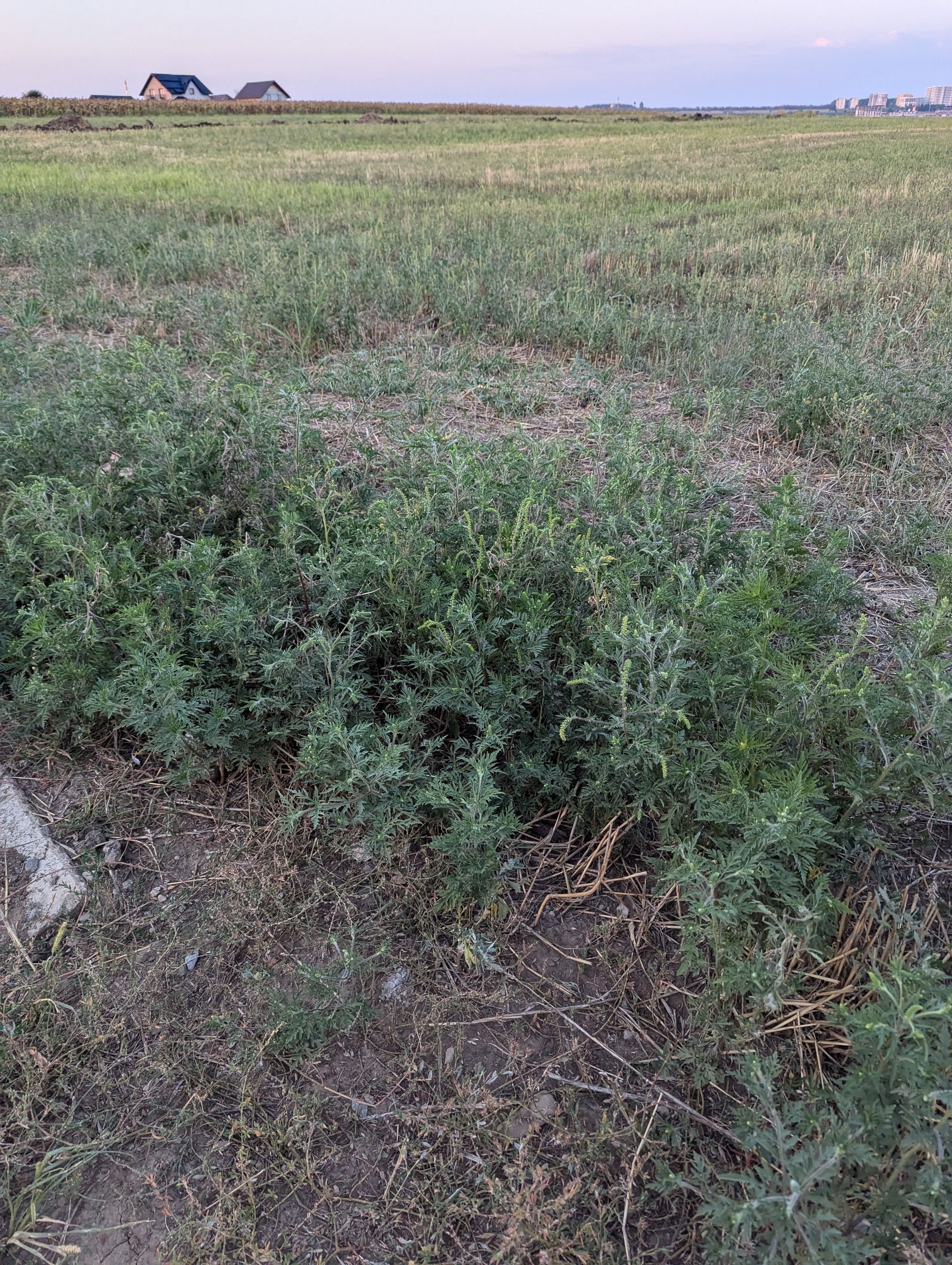 Ambrozie in Tudor Arghezi 1, Valea Lupului, Comuna Valea Lupului, Județul Iași - 1000018183.jpg