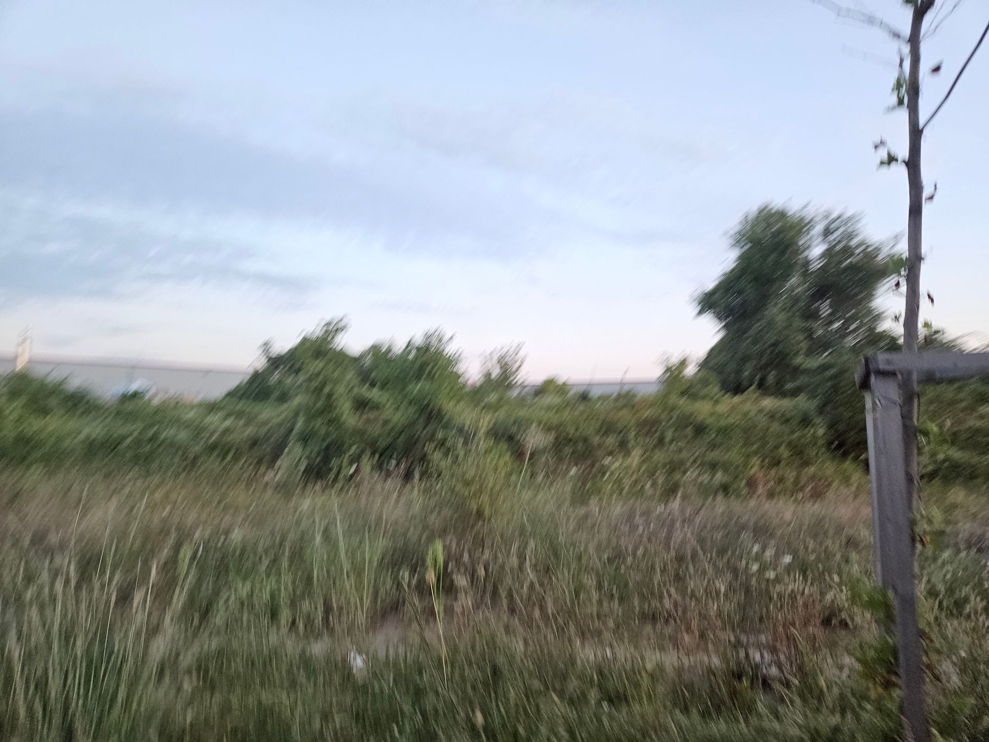 Ambrozie in Șoseaua București-Ploiești 44a, București, Municipiul București - inbound2778905475386026560.jpg