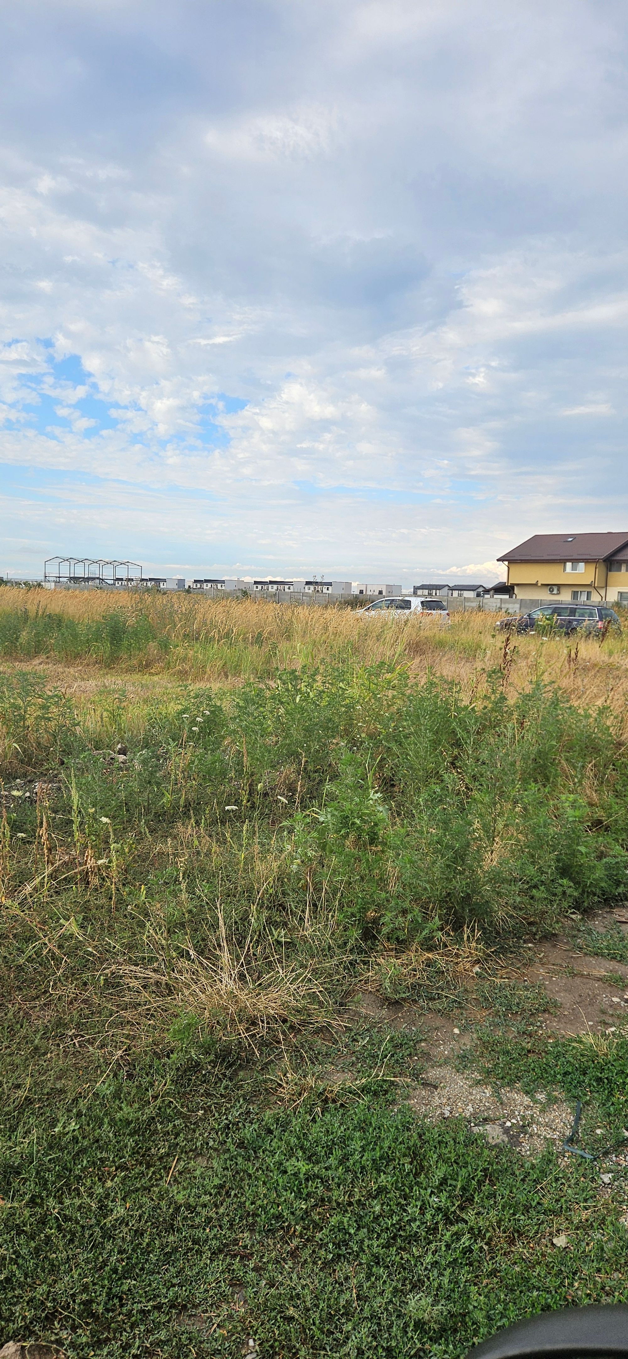 Ambrozie in Strada Lalelelor 4, Domnești, Comuna Domnești, Județul Ilfov