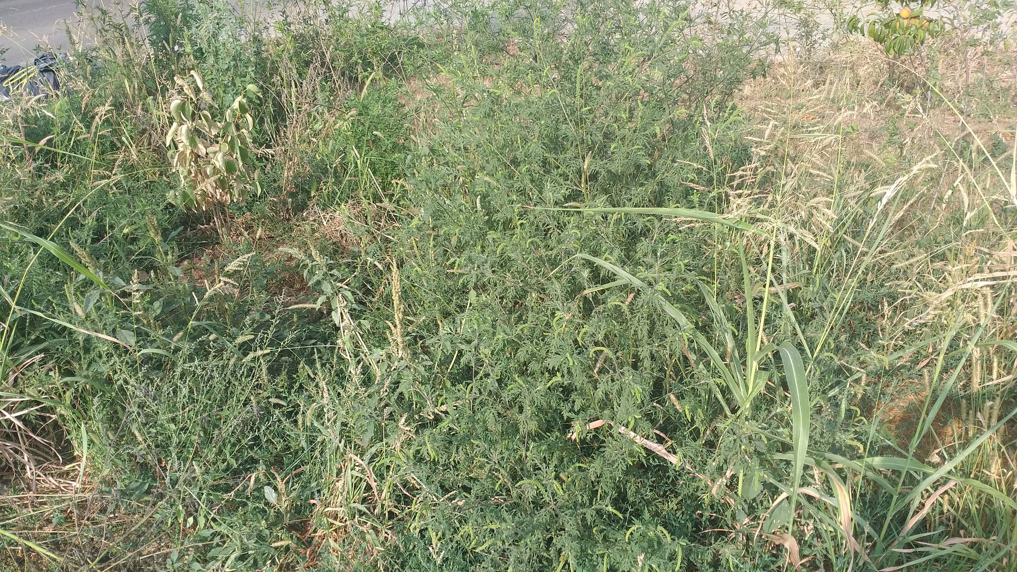 Ambrozie in Strada Apeductului 2, Roșu, Comuna Chiajna, Județul Ilfov - 20230825_094520.jpg