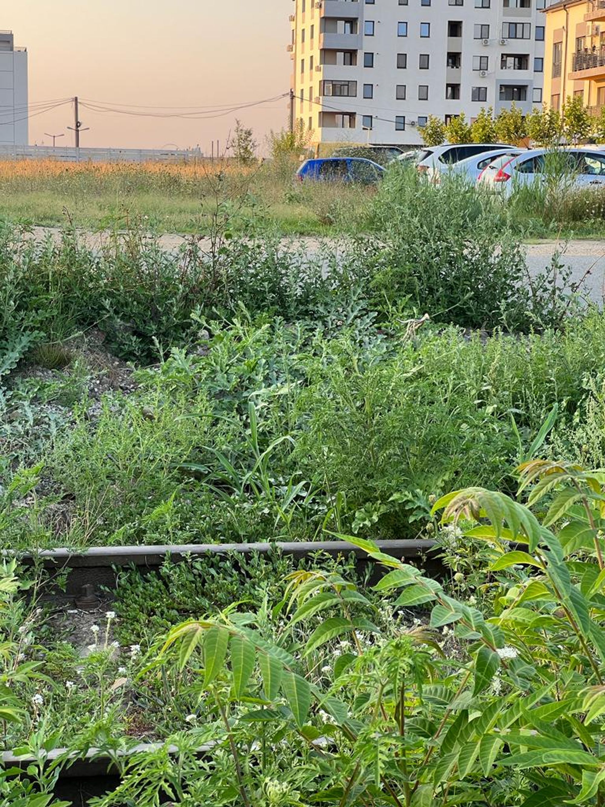 Ambrozie in Strada Victor Brauner 82, București, Municipiul București - inbound7222686984033327848.jpg