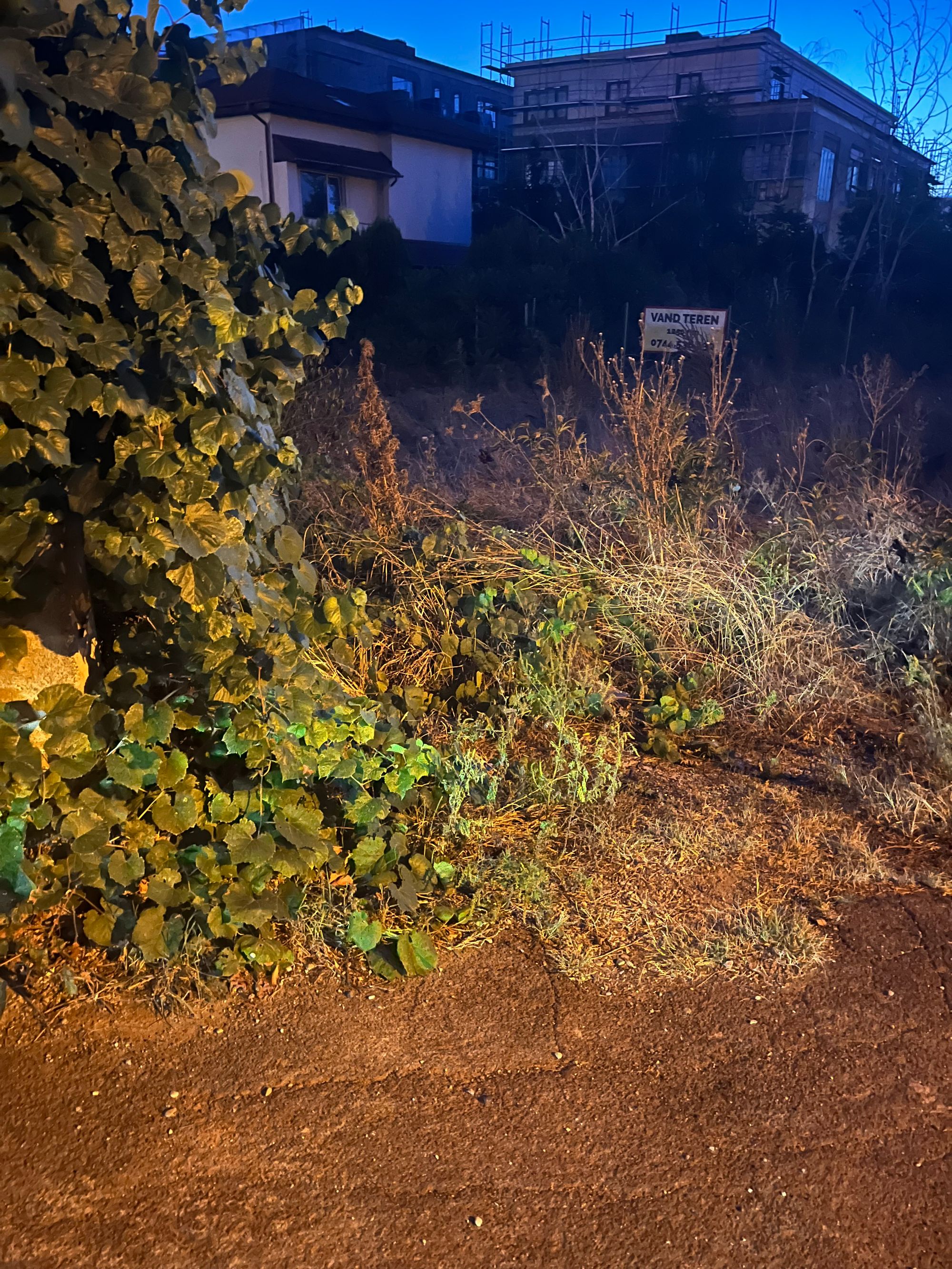 Ambrozie in Drumul Regimentului 22, București, Municipiul București - IMG_5951.jpeg