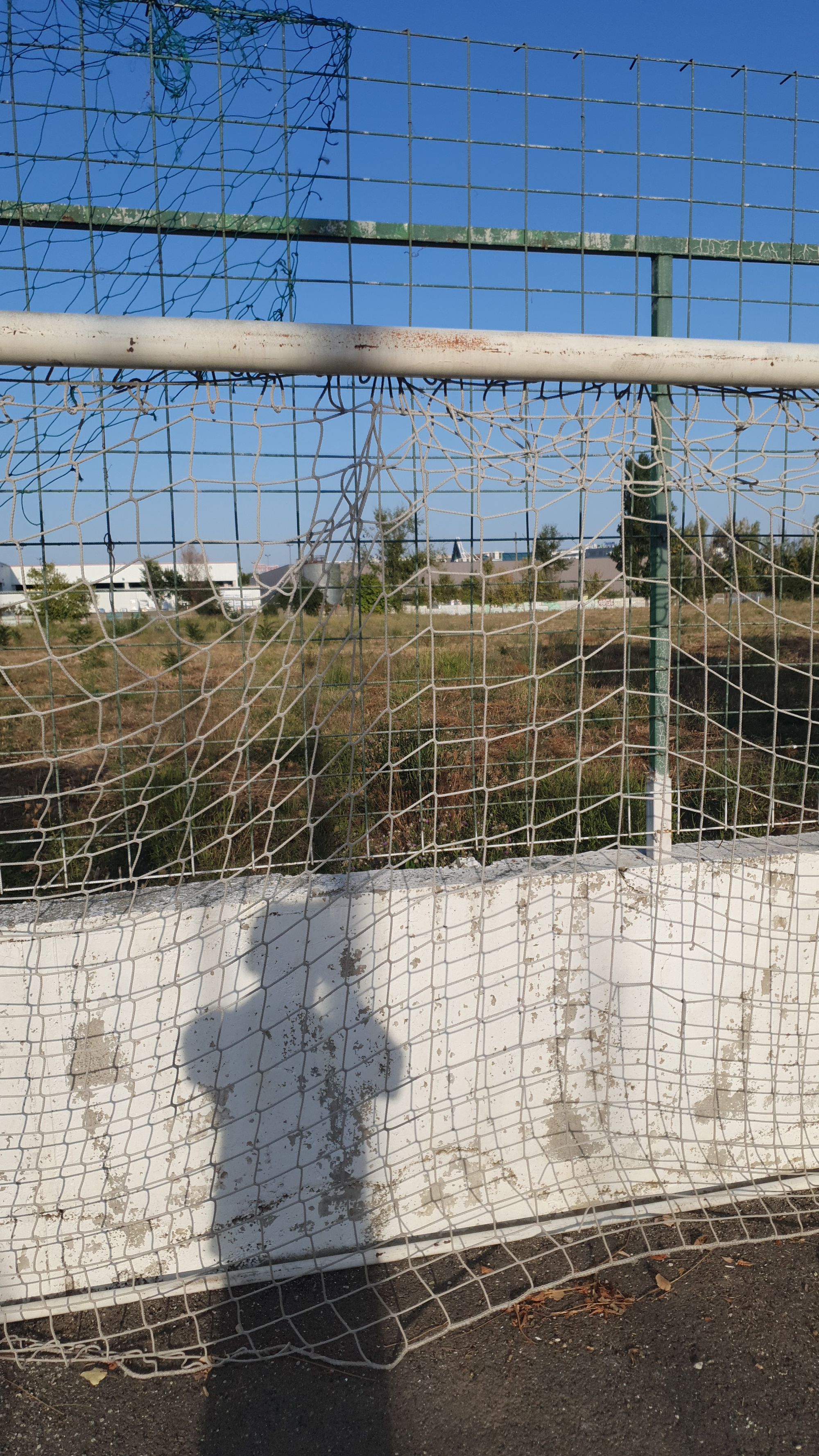 Ambrozie in București, Municipiul București - IMG-20250908-WA0199.jpeg