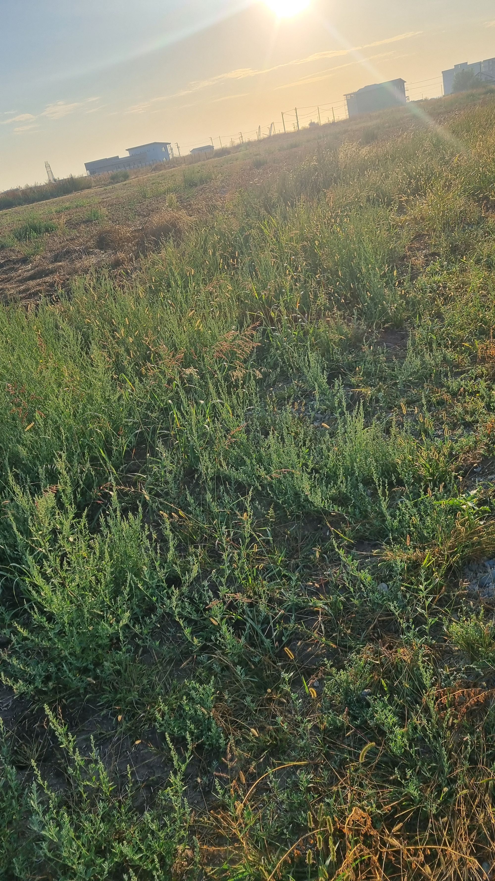 Ambrozie in Costinești, Comuna Costinești, Județul Constanța