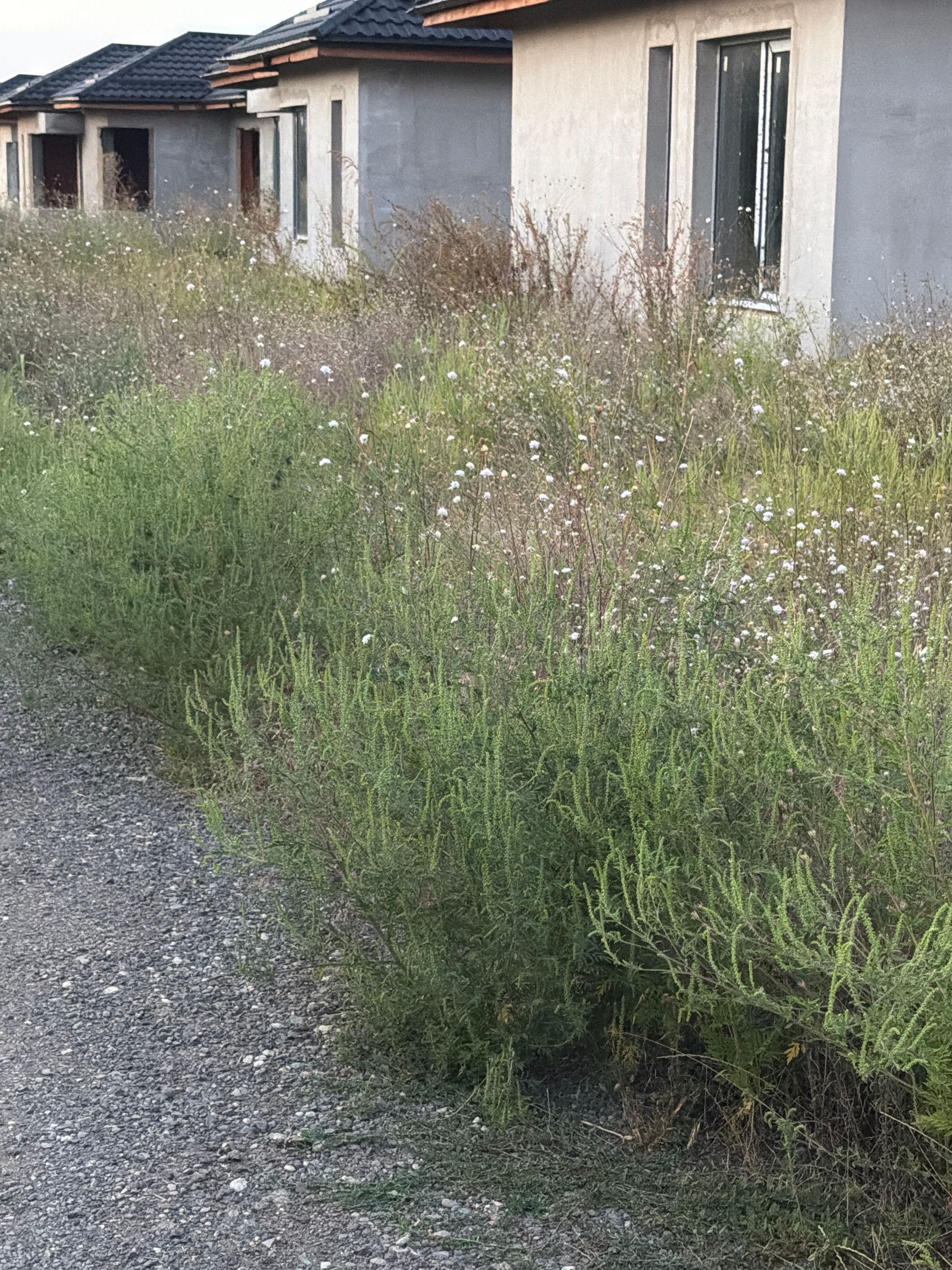 Ambrozie in Tamași, Comuna Corbeanca, Județul Ilfov