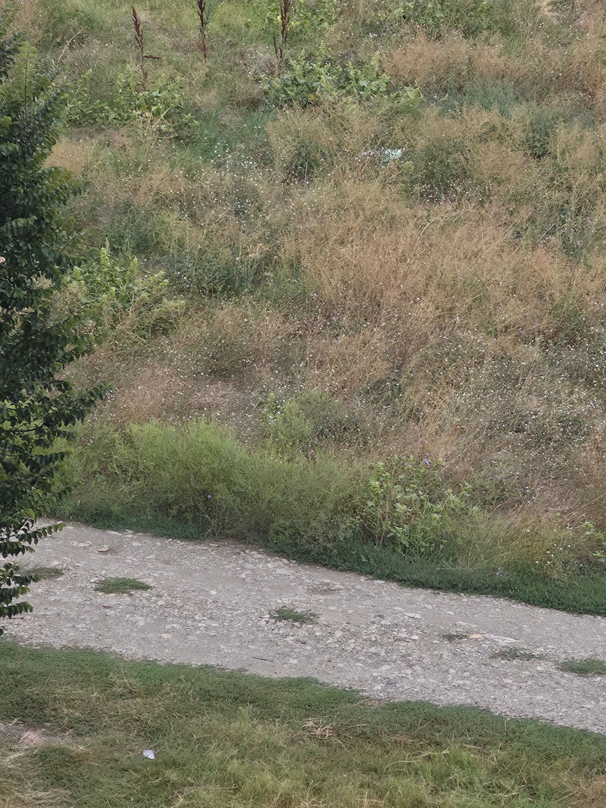 Ambrozie in Strada Ghețu Anghel 14, București, Municipiul București - 22319.jpg