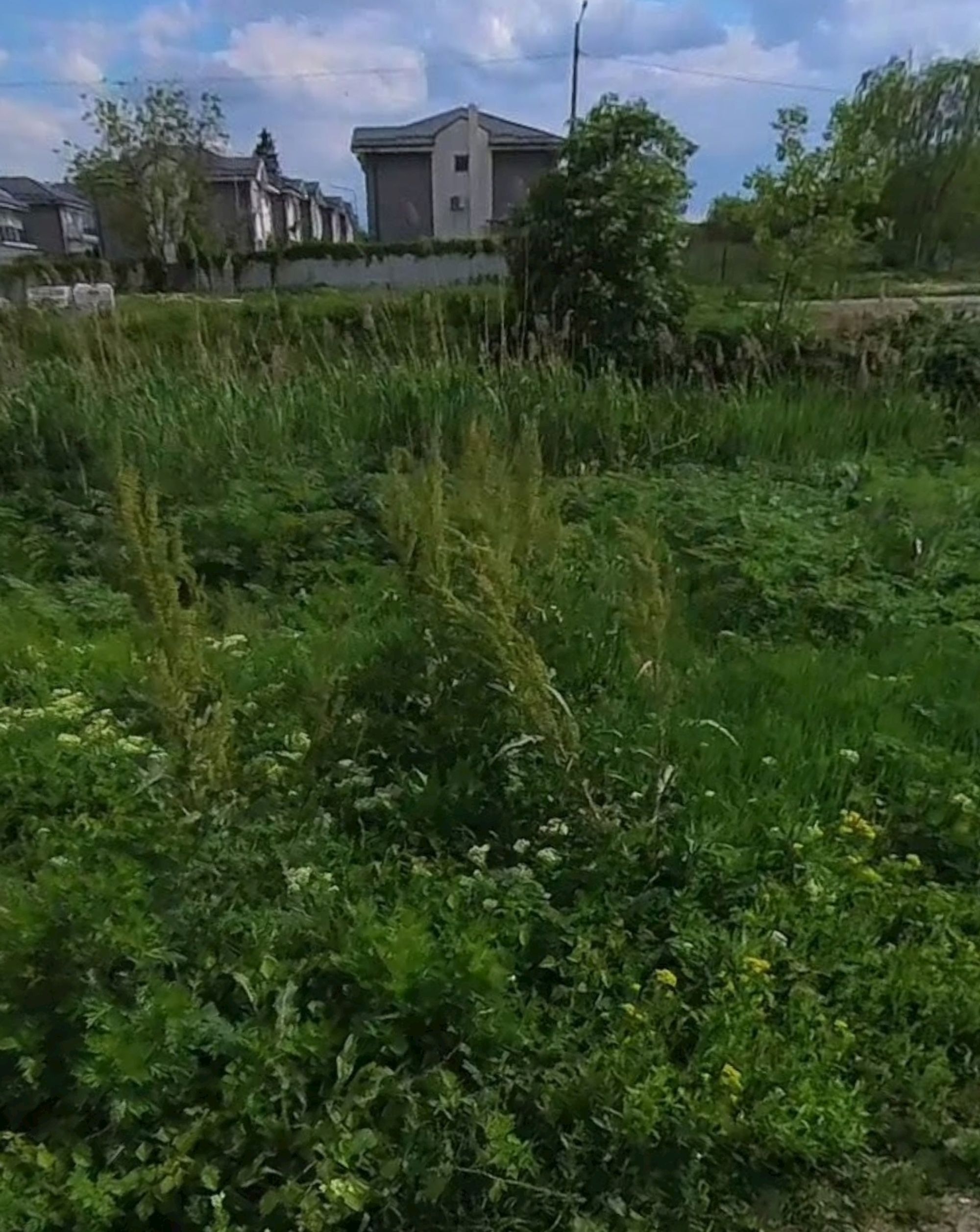 Ambrozie in Strada Balta Pasarea 84, Tunari, Comuna Tunari, Județul Ilfov - Screenshot_20250731_013353.jpg