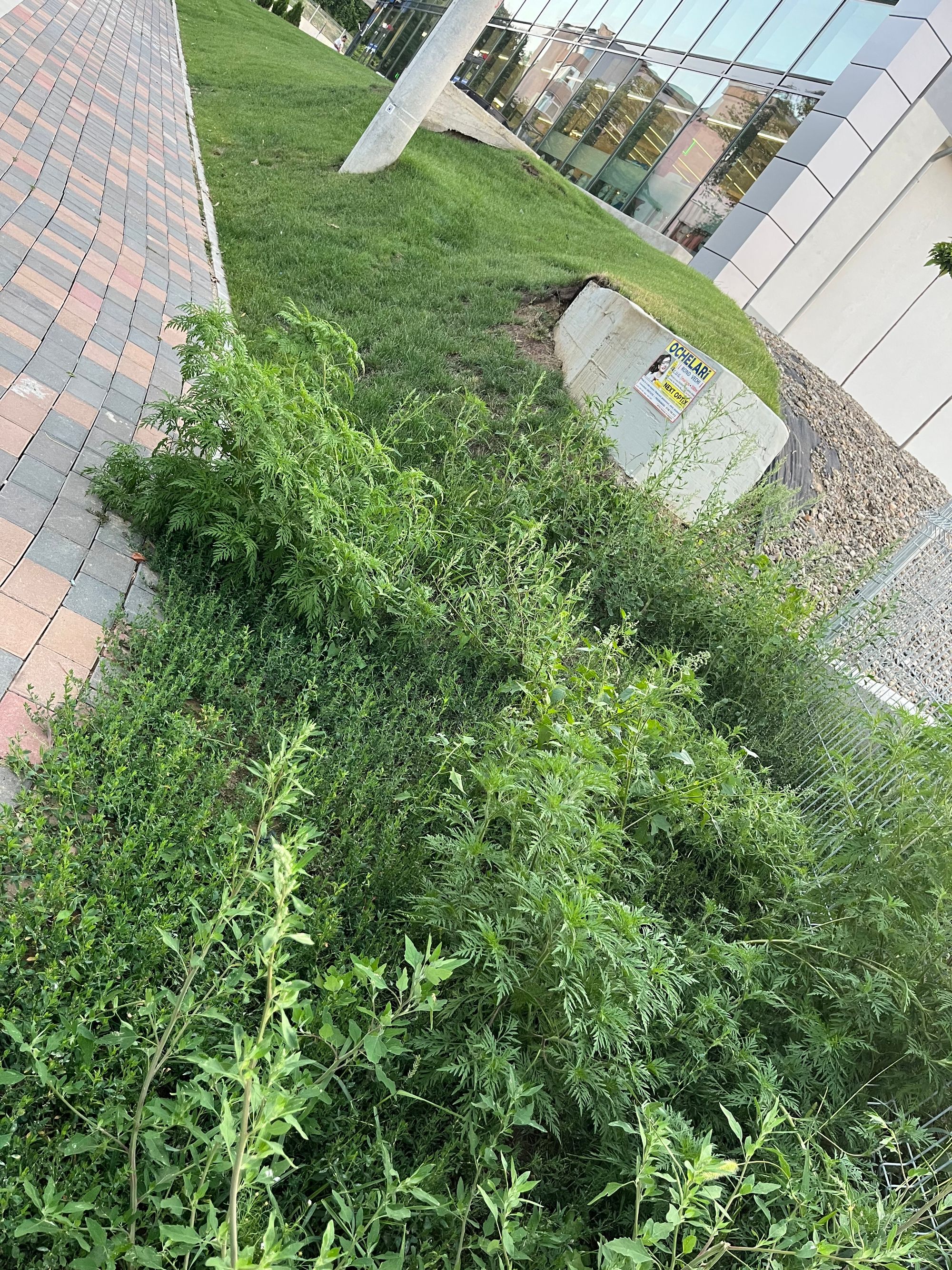 Ambrozie in Aleea Tudor Neculai 50, Iași, Municipiu Iaşi, Județul Iași
