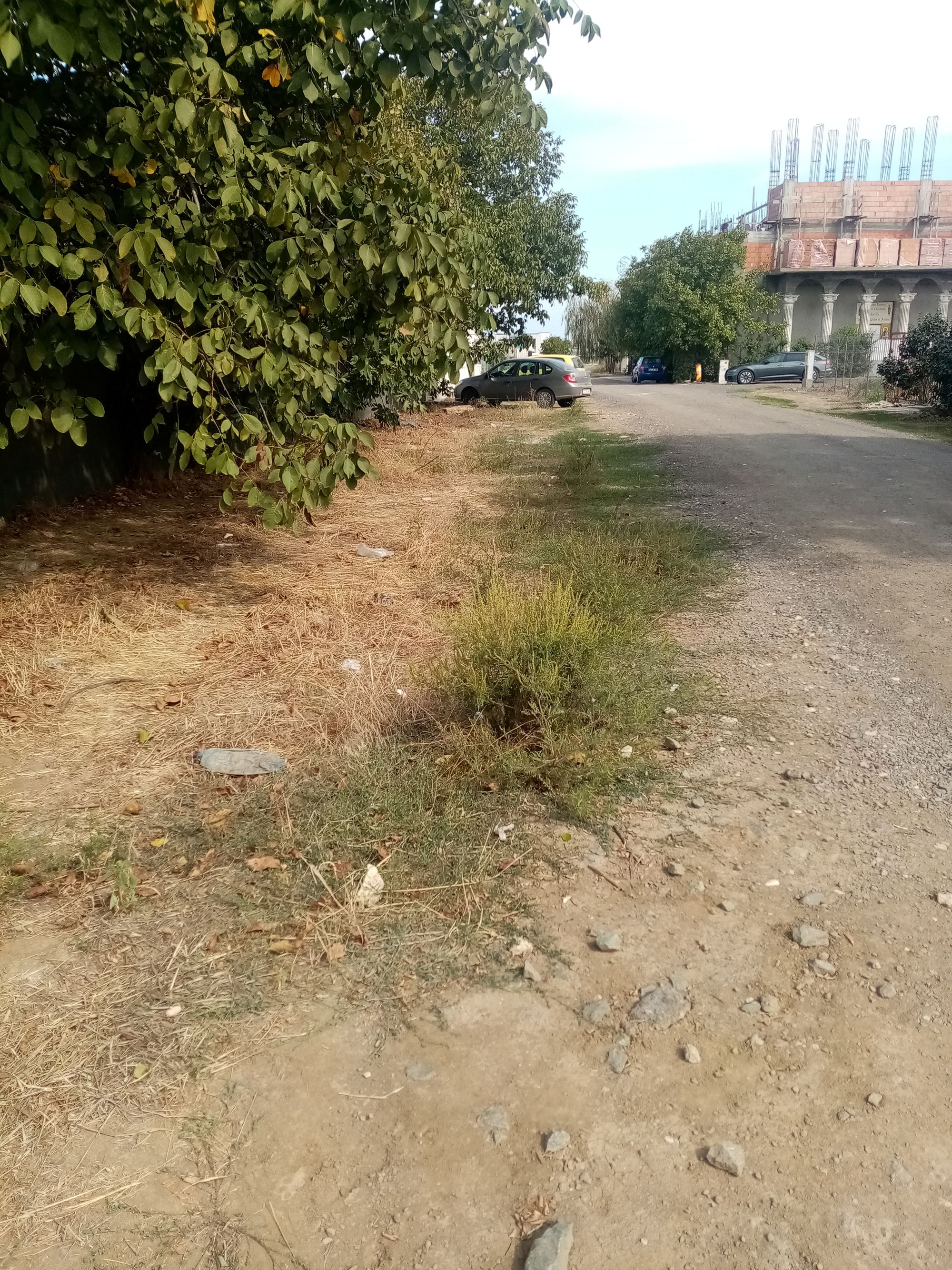 Ambrozie in Aleea Veteranilor 21, Constanța, Municipiul Constanța, Județul Constanța - IMG_20230904_150723.jpg
