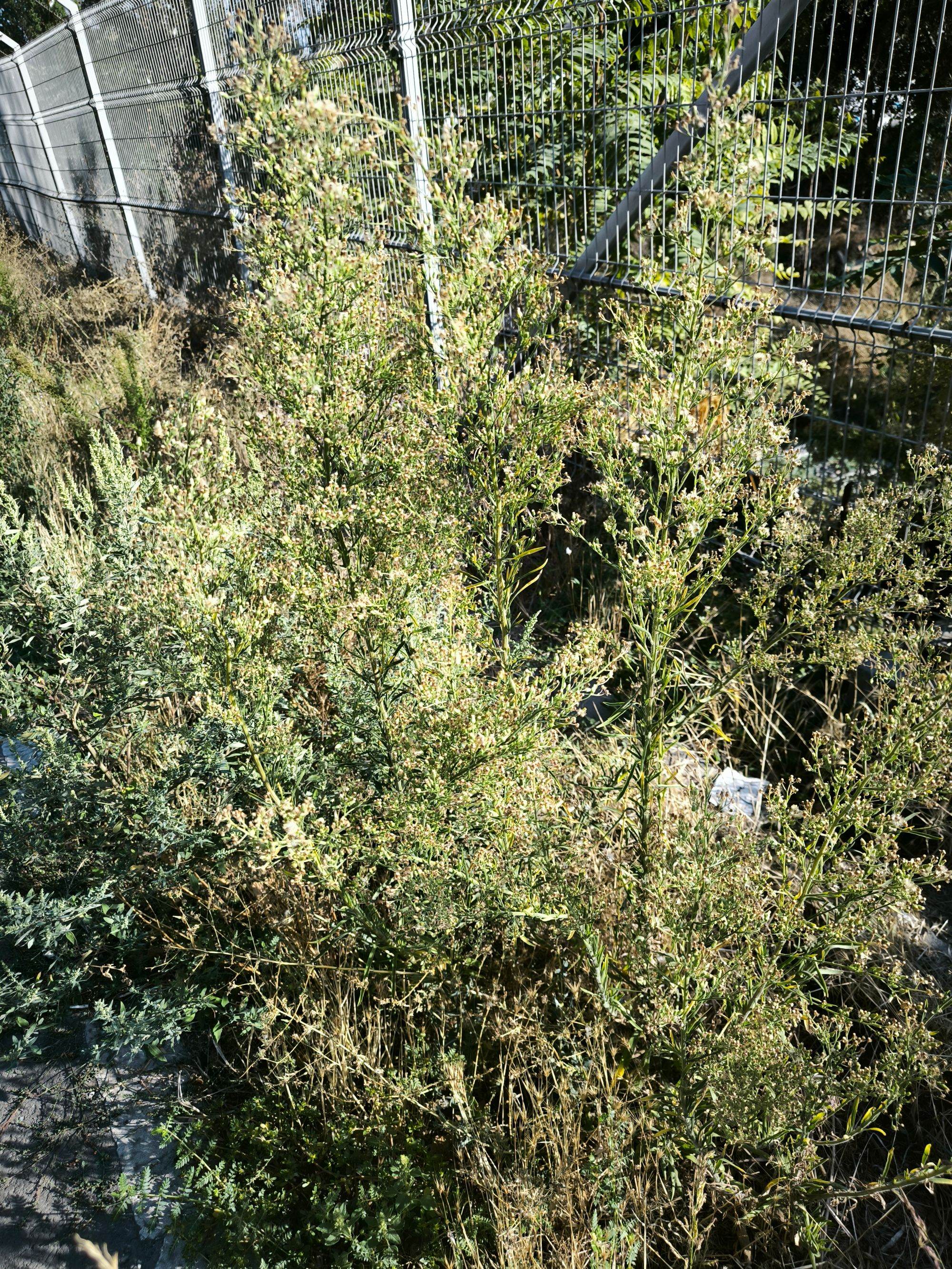 Ambrozie in Strada Traian, Constanța, Municipiul Constanța, Județul Constanța - IMG_20250908_164047.jpg