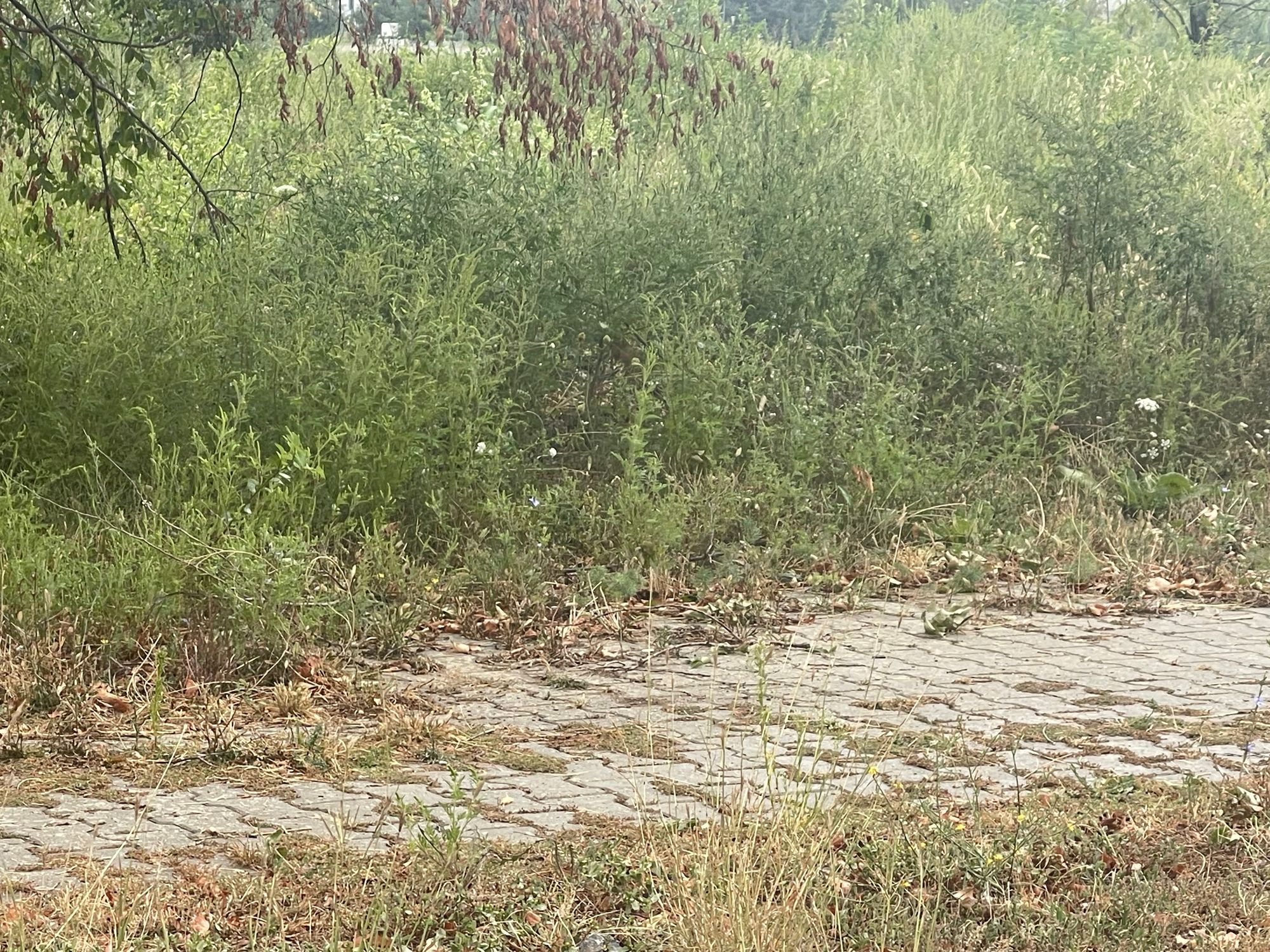 Ambrozie in București, Municipiul București - IMG_4580.jpeg