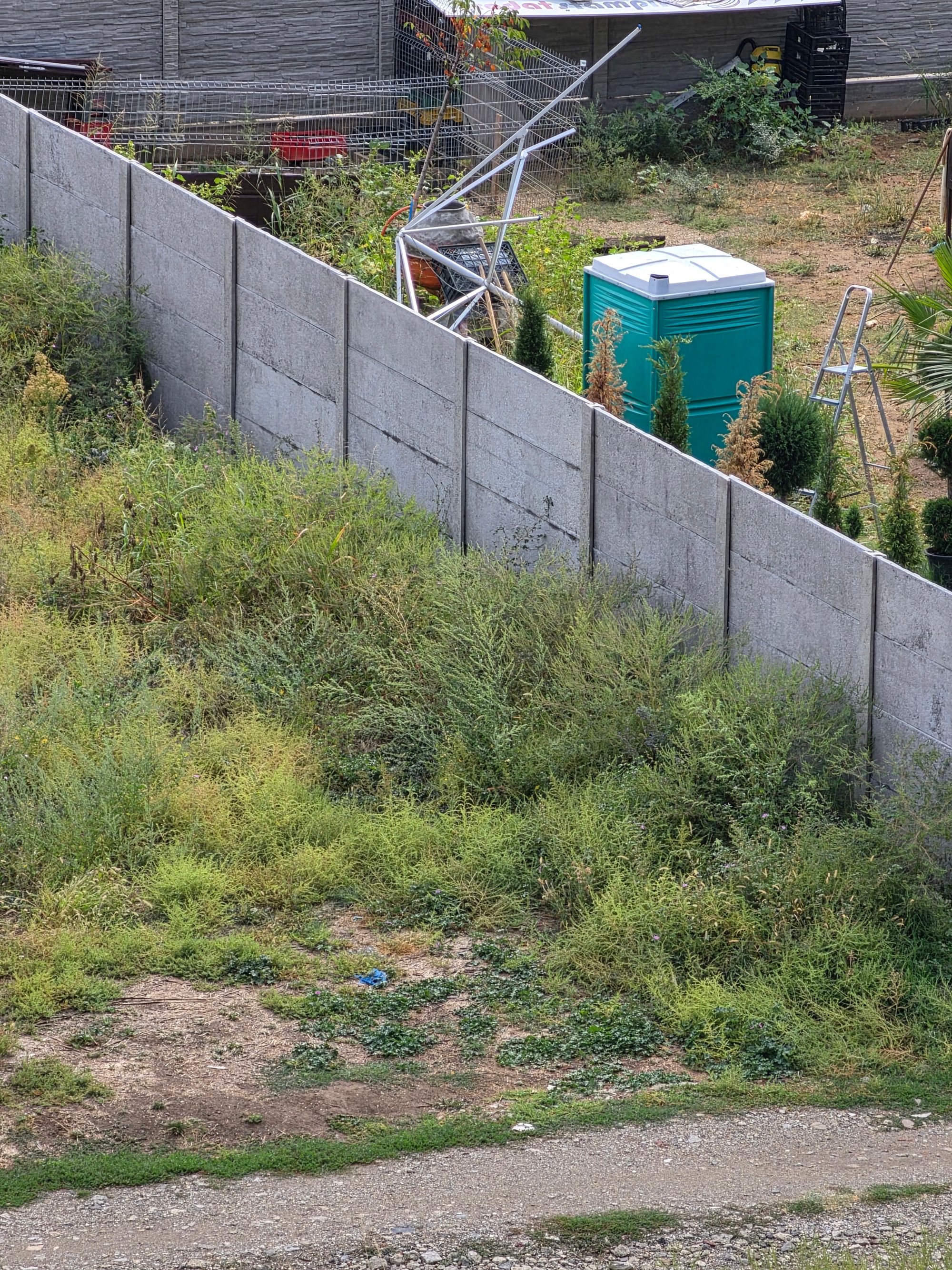 Ambrozie in Drumul Gura Bădicului 86, București, Municipiul București
