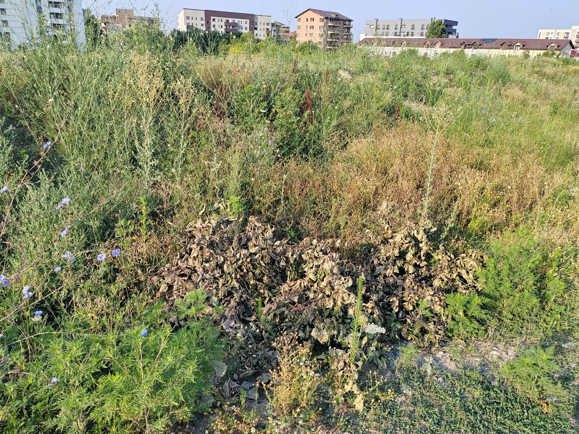 Ambrozie in Intrarea Stegarului 1, București, Municipiul București - inbound7743932649760759997.jpg