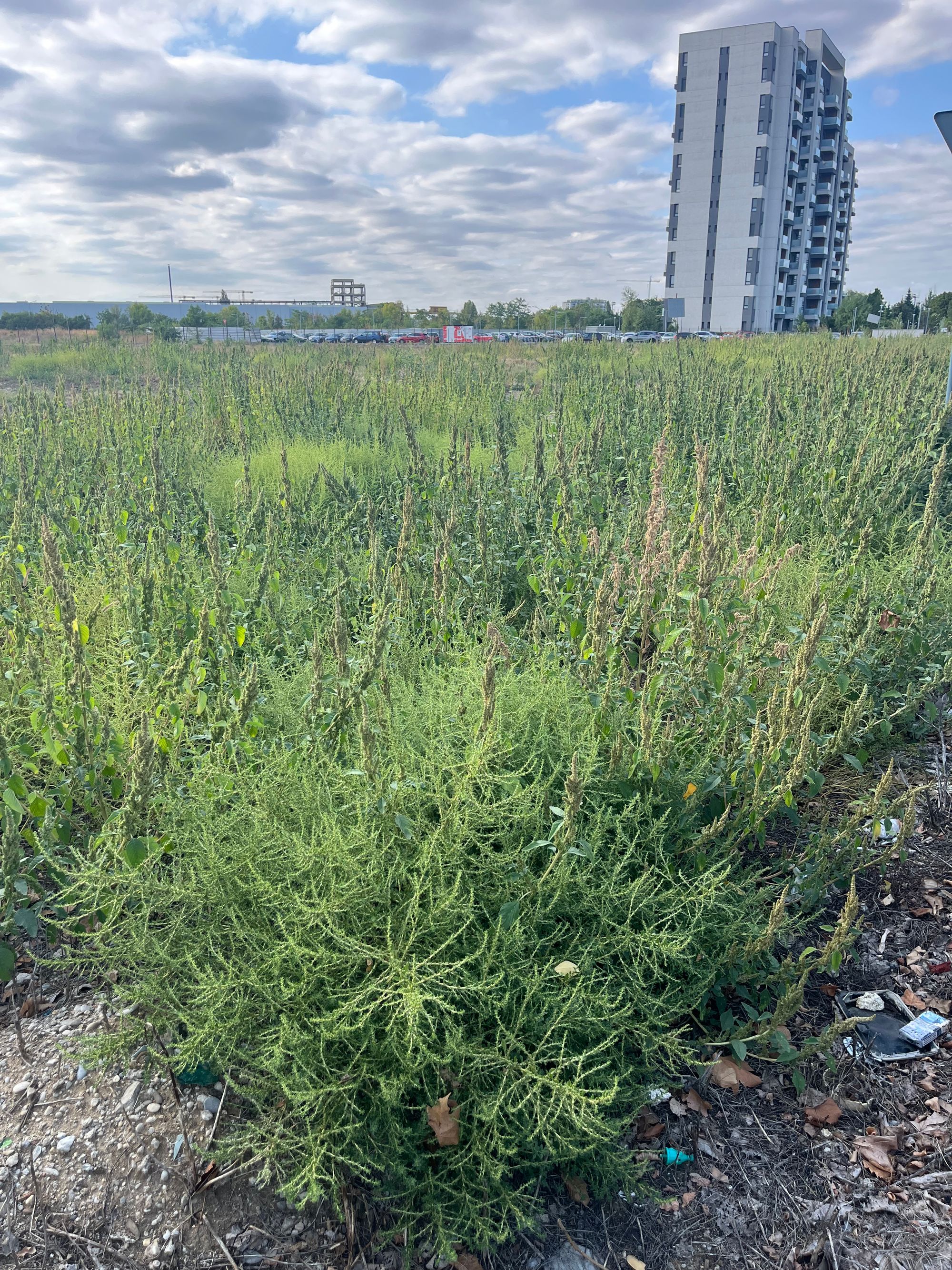 Ambrozie in Strada Vulcan 49, București, Municipiul București - IMG_9181.jpeg