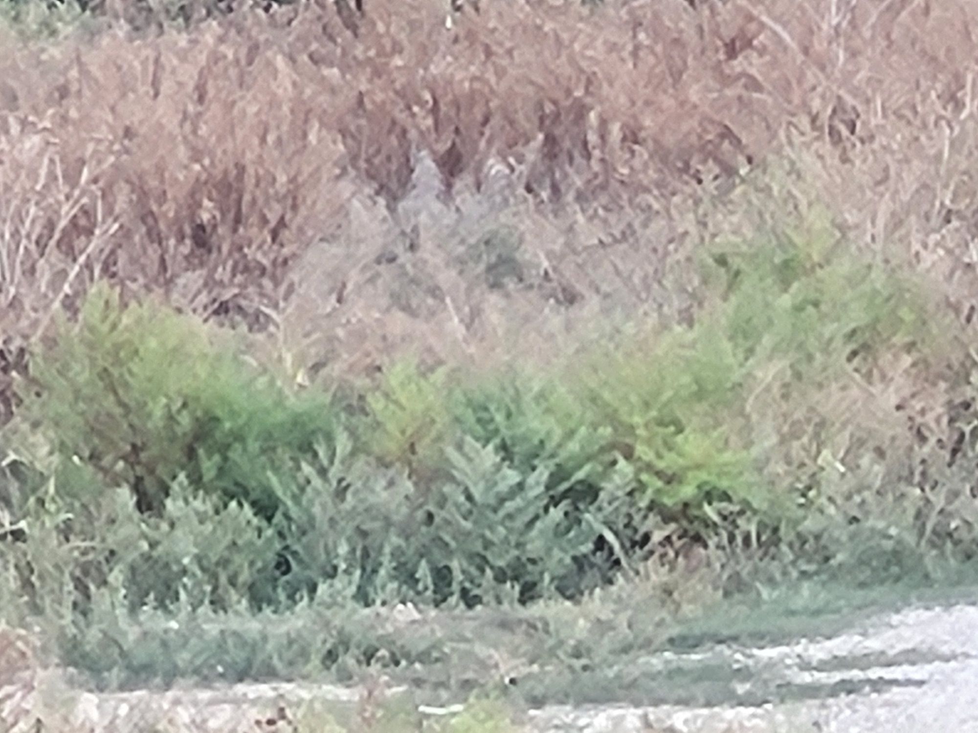 Ambrozie in Crețuleasca, Comuna Ștefăneștii de Jos, Județul Ilfov - 20230916_183503.jpg