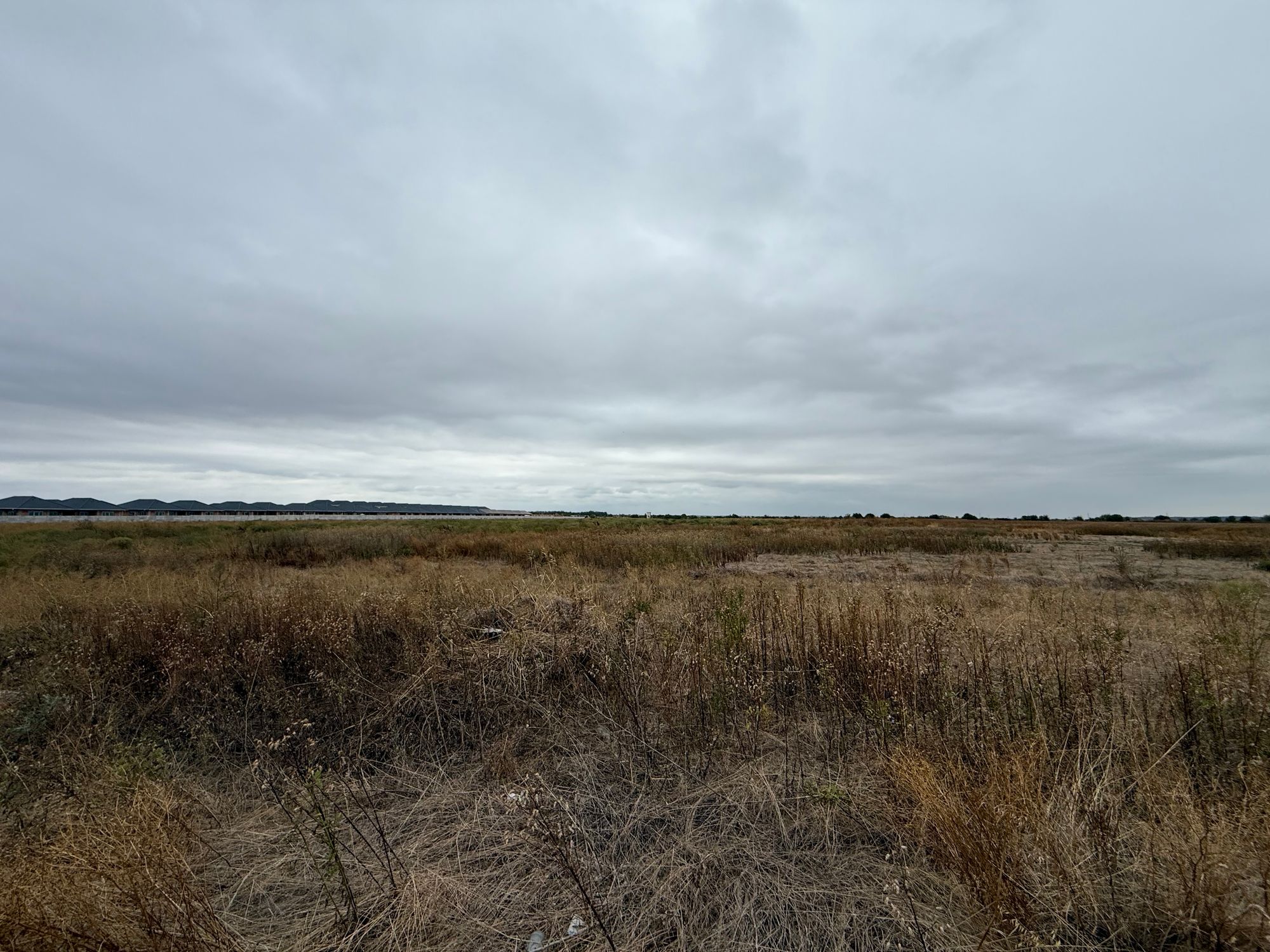 Ambrozie in Tunari, Comuna Tunari, Județul Ilfov - IMG_3439.jpeg