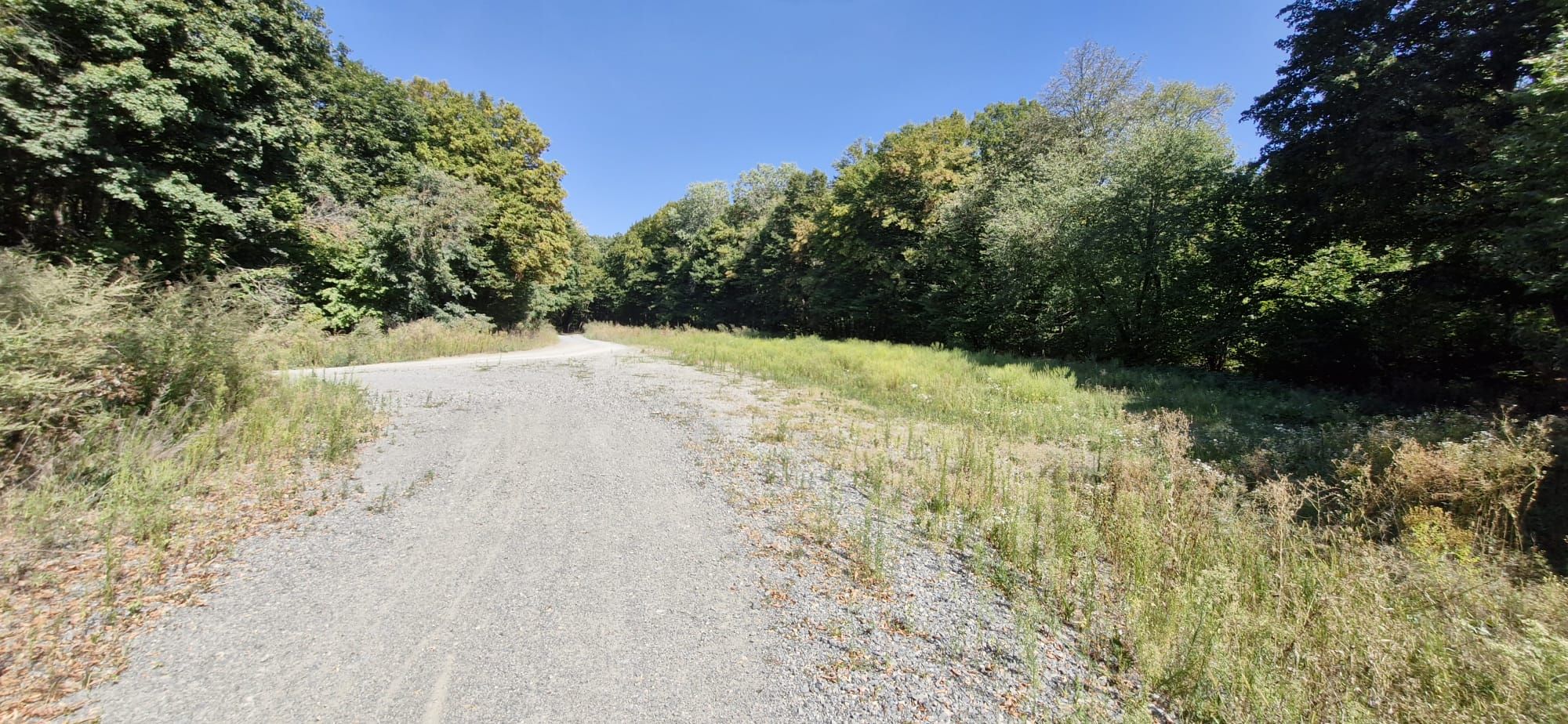 Ambrozie in Nifon, Comuna Hamcearca, Județul Tulcea - 07.09.2025_03.jpeg