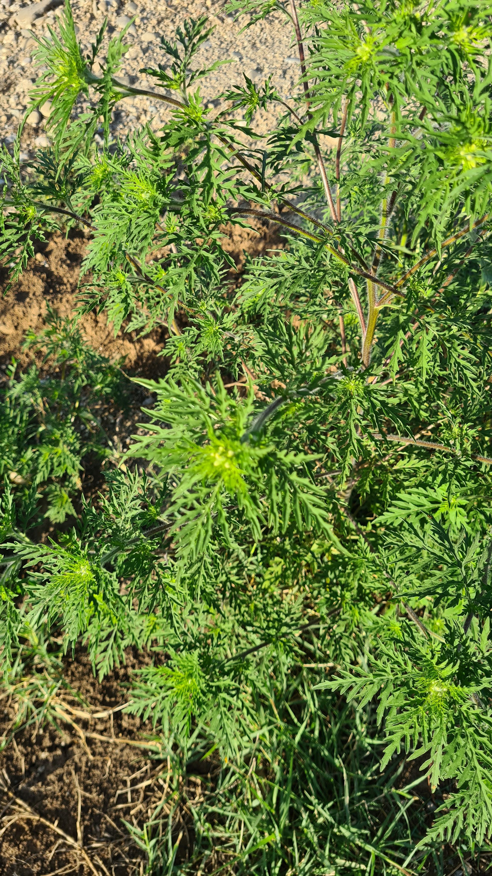 Ambrozie in Strada Tudor Vladimirescu 97, Otopeni, Oraş Otopeni, Județul Ilfov - 20230808_190706.jpg