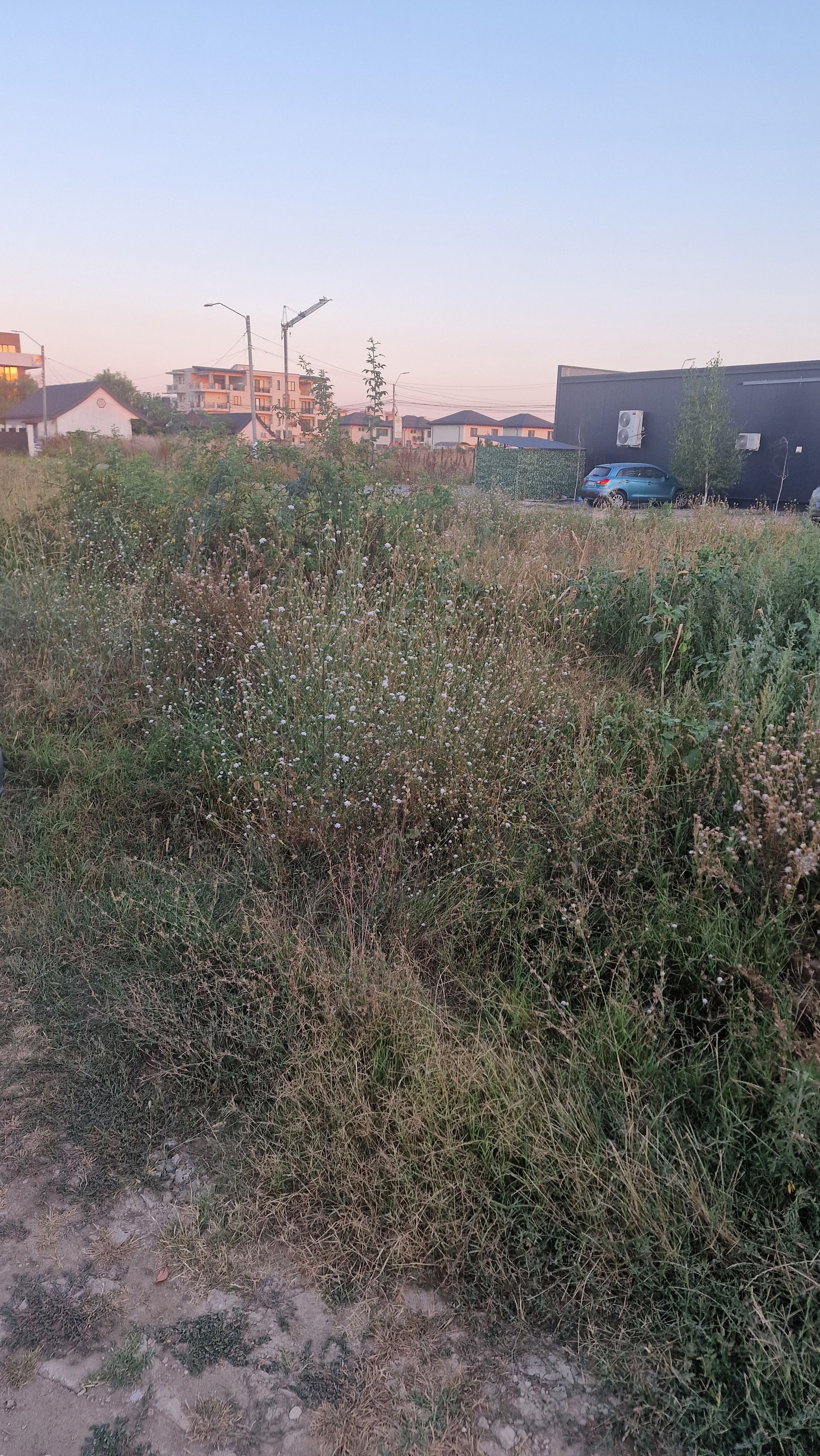 Ambrozie in Strada San Marco 60, Tunari, Comuna Tunari, Județul Ilfov