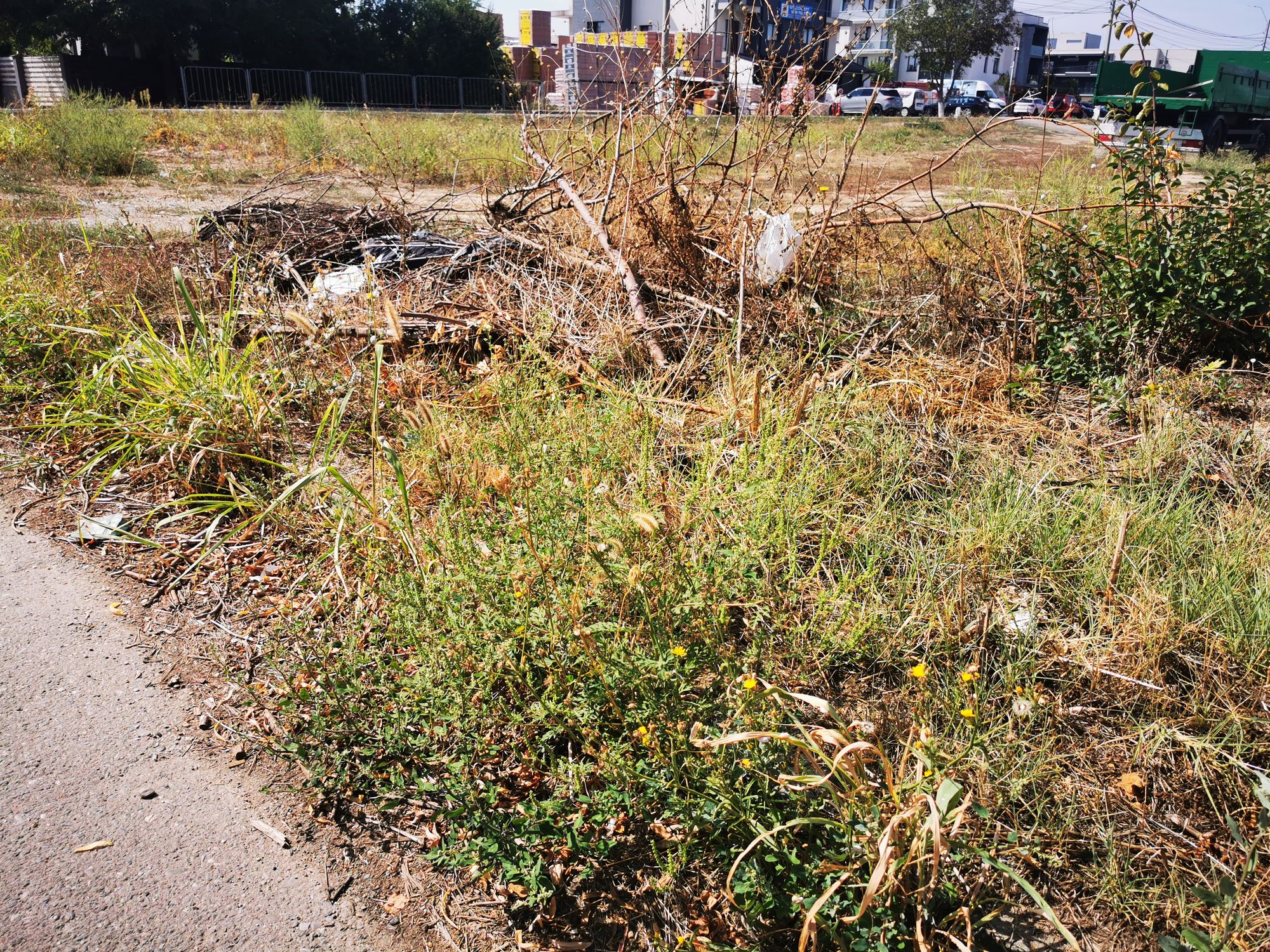 Ambrozie in Strada 1 Decembrie 129, Tunari, Comuna Tunari, Județul Ilfov - IMG_20250915_123831.jpg