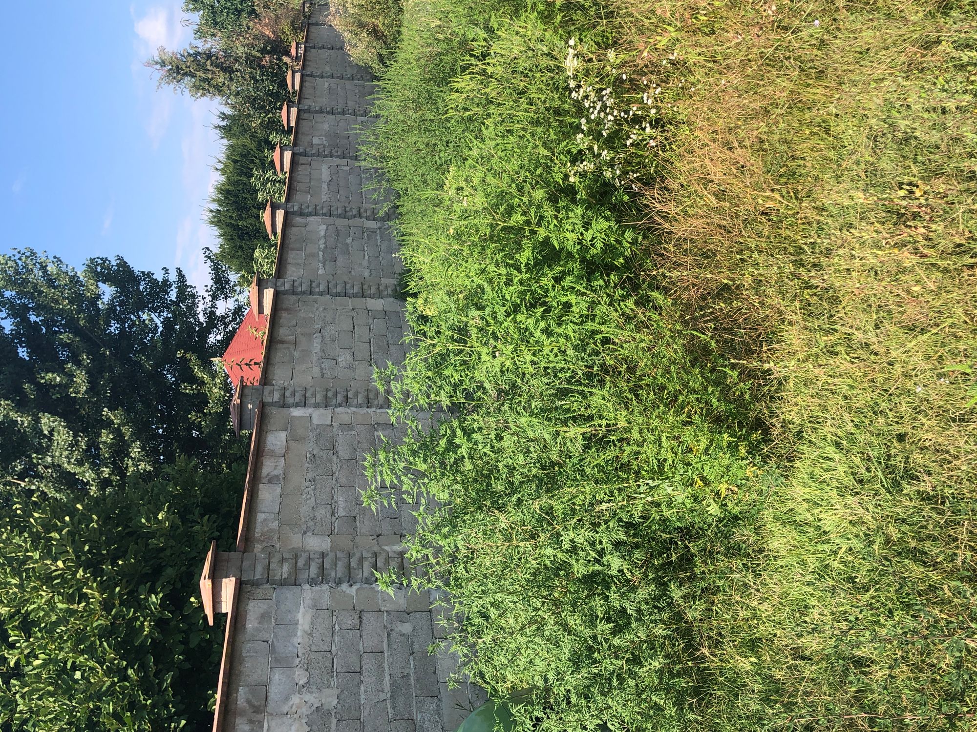 Ambrozie in Strada Tismana 17, Târgu Jiu, Municipiu Târgu Jiu, Județul Gorj - E5DDE5FD-1538-42AB-8B19-383841D531A5.jpeg