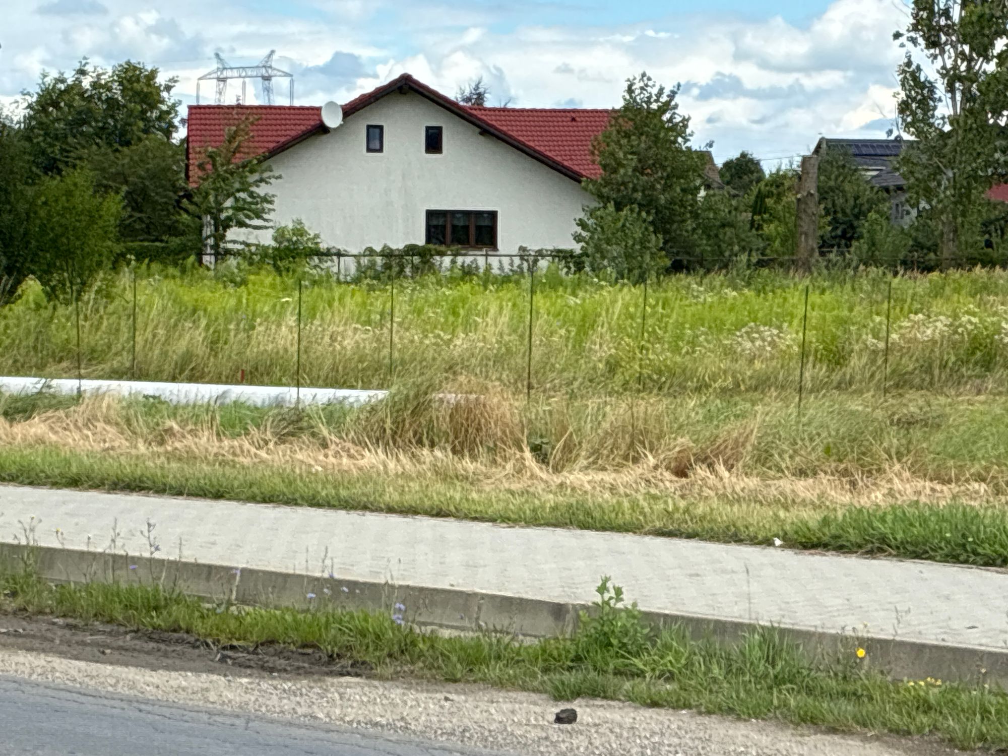 Ambrozie in DJ103 507190, Sânpetru, Comuna Sânpetru, Județul Brașov - image.jpg