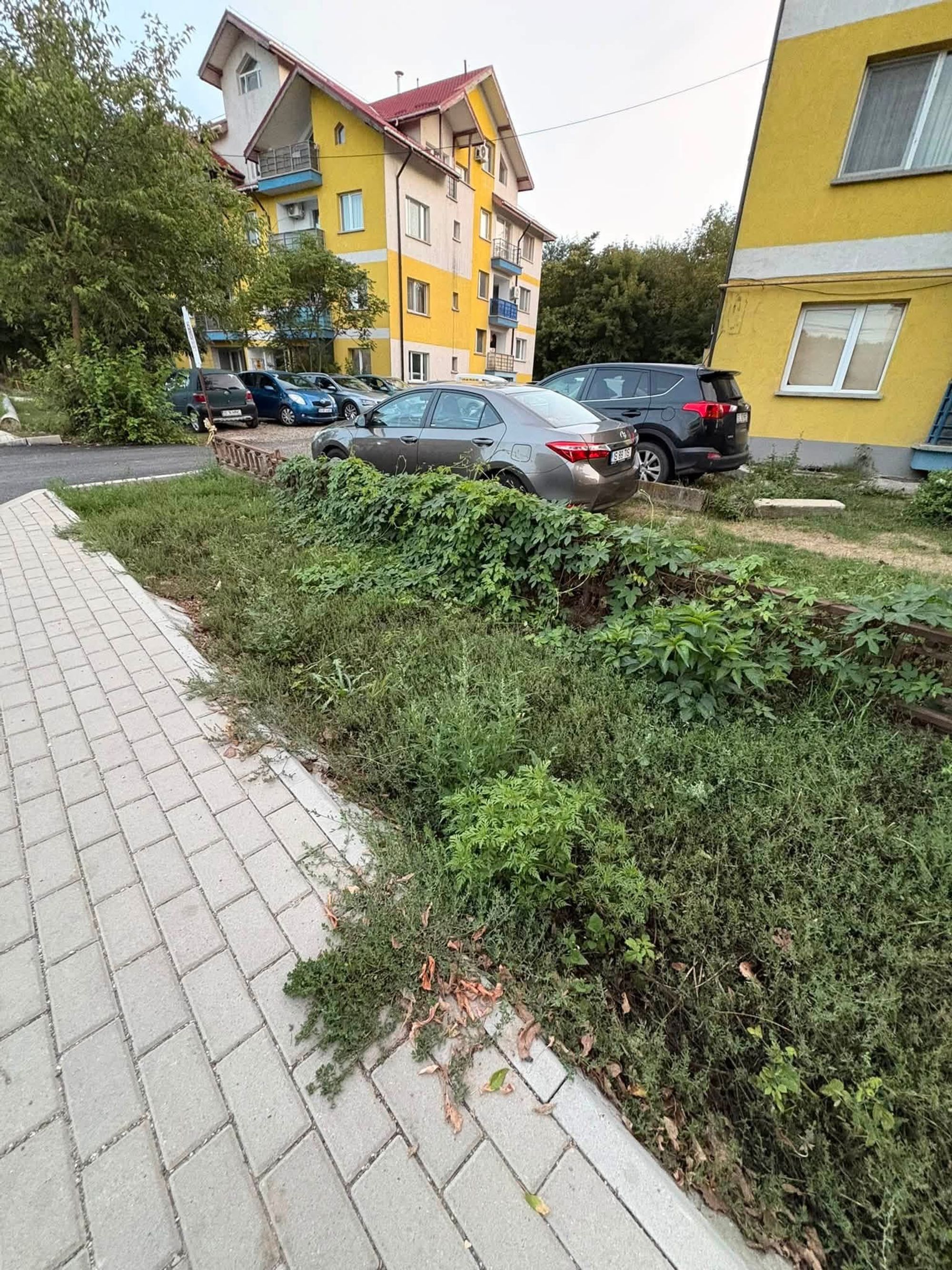 Ambrozie in Șoseaua Bucium 41, Iași, Municipiu Iași, Județul Iași