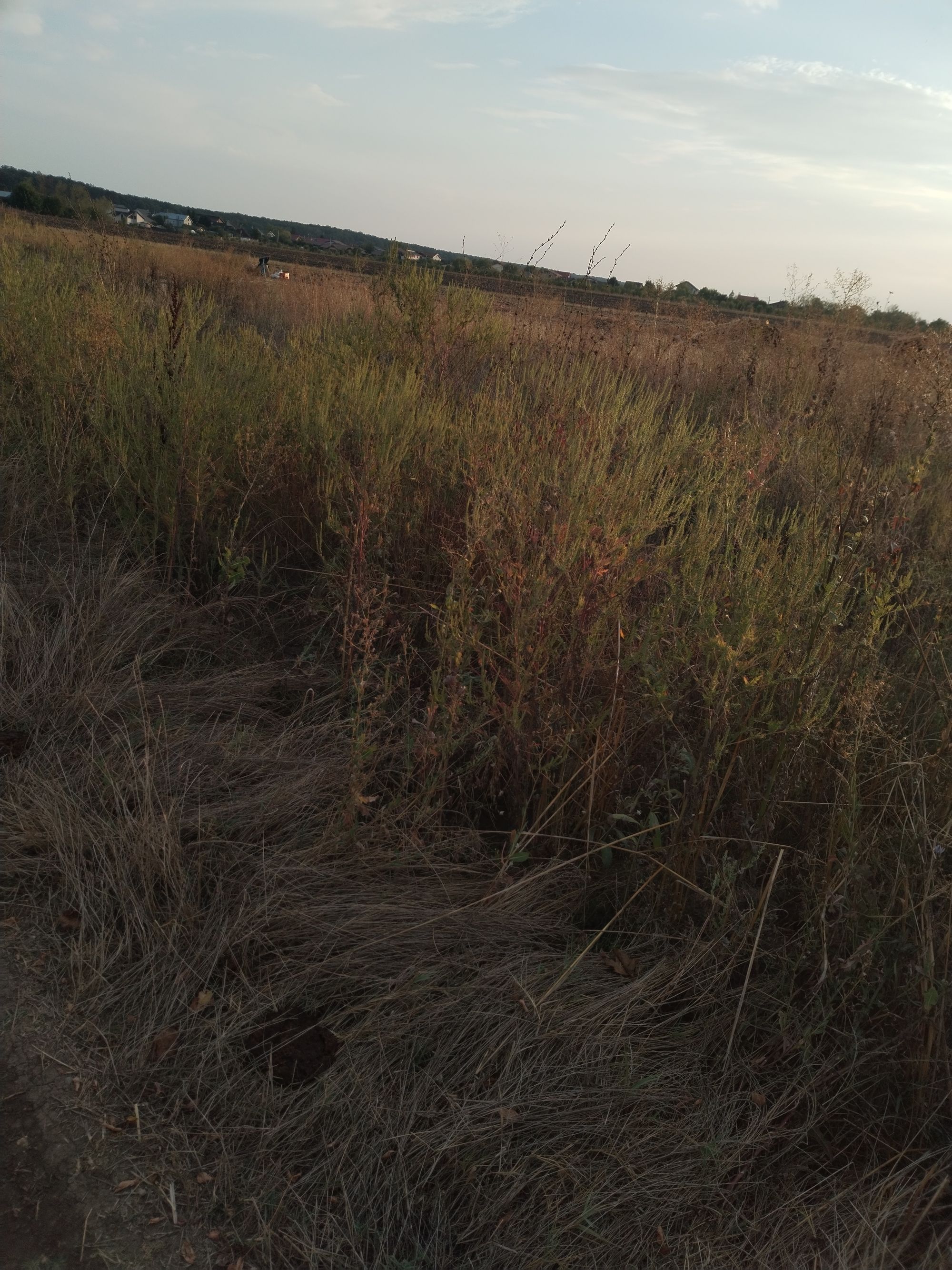 Ambrozie in Samurcași, Comuna Crevedia, Județul Dâmbovița - IMG_20250912_185159.jpg