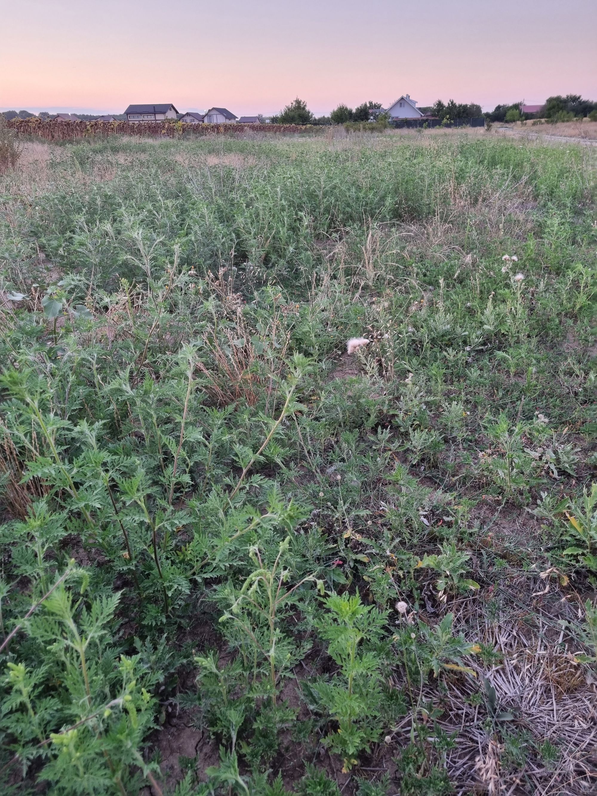 Ambrozie in Str. Miron Cristea 20, Ciorogârla, Comuna Ciorogârla, Județul Ilfov - 16919477931428385591161201985323.jpg