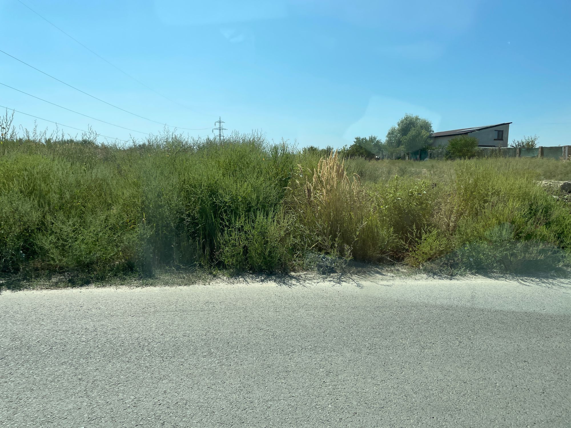 Ambrozie in Brăila, Județul Brăila - IMG_4130.jpeg