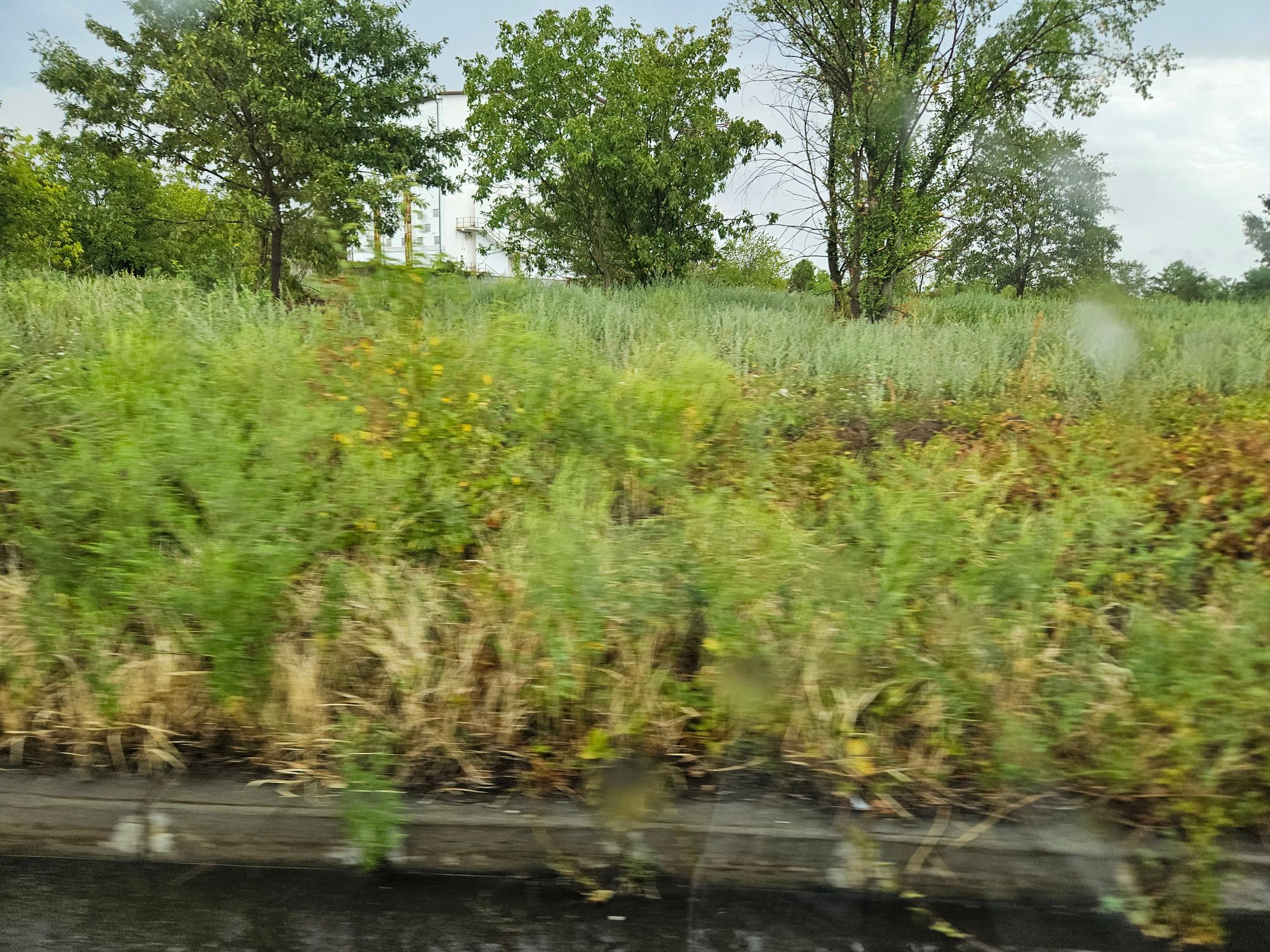 Ambrozie in Strada Lascăr Buruiană, București, Municipiul București - 20250831_130113.jpg