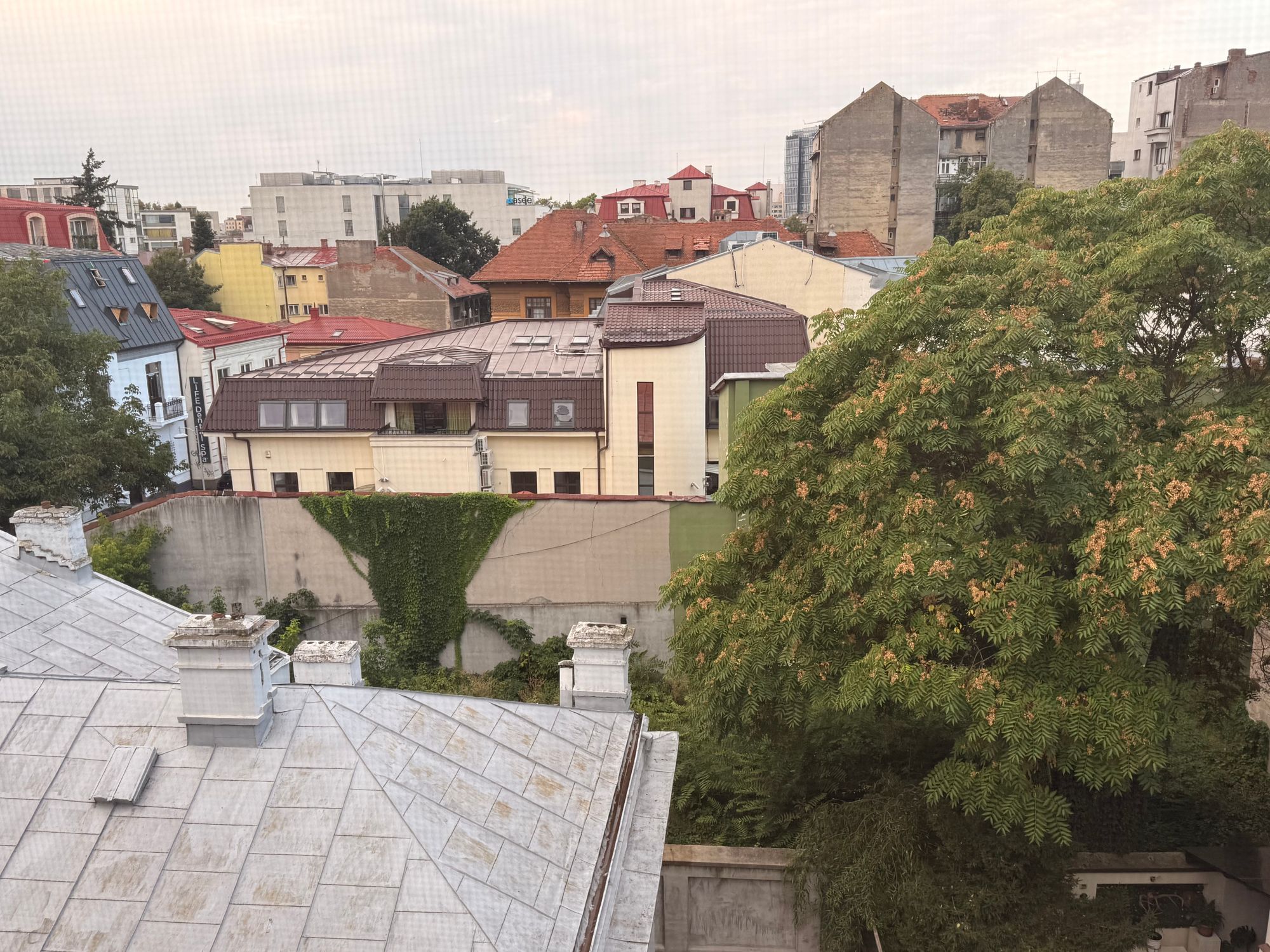 Ambrozie in Strada Frumoasă 43, București, Municipiul București - IMG_7168.jpeg