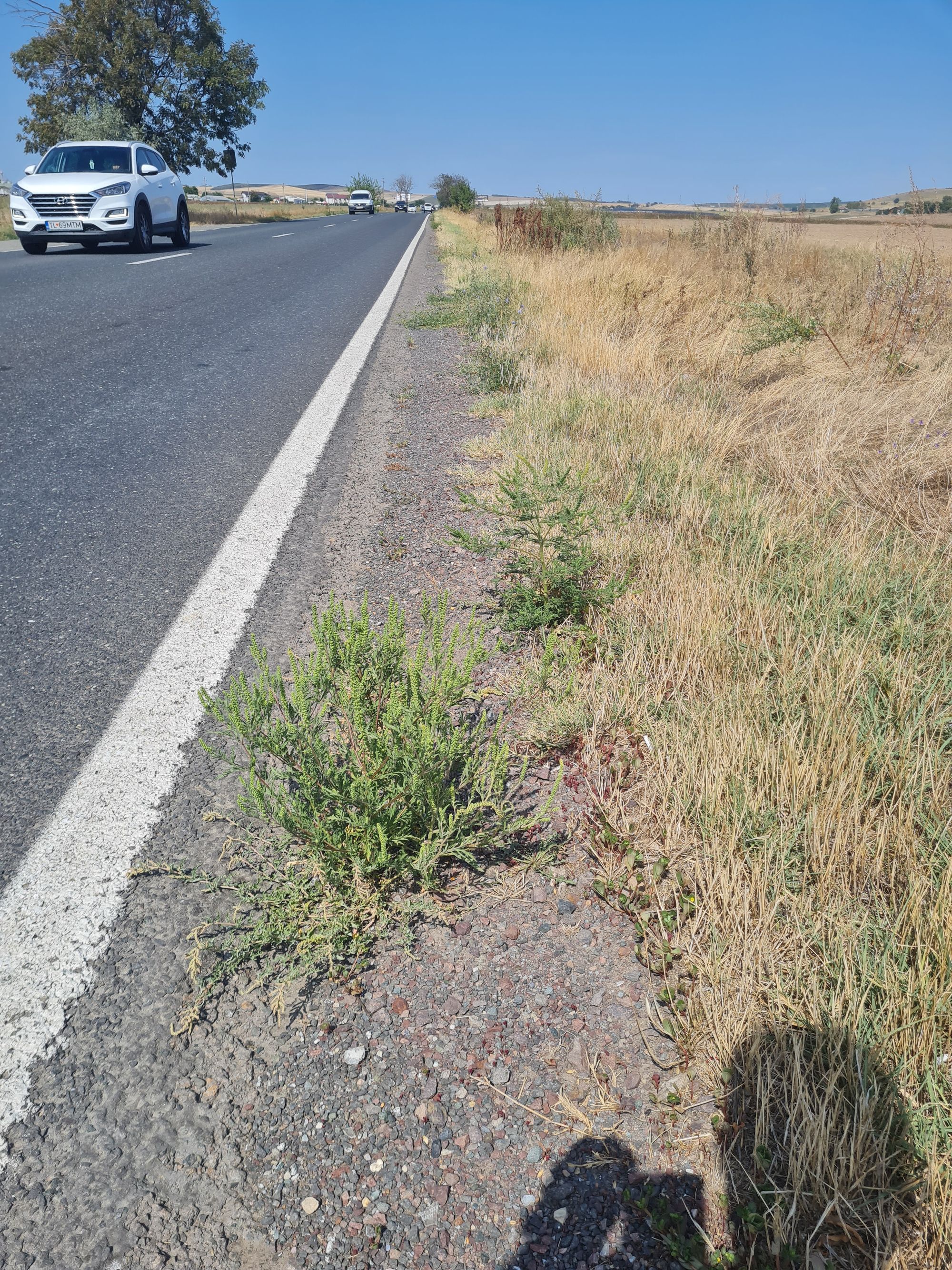 Ambrozie in Cataloi, Comuna Frecăței, Județul Tulcea - 20250829_140913.jpg