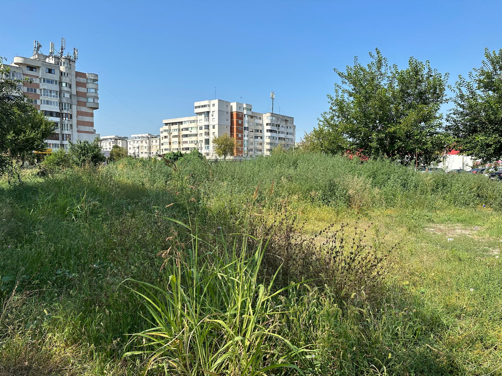 Ambrozie in Strada Călugăreni 81, Brăila, Municipiu Brăila, Județul Brăila - IMG_2084.jpeg