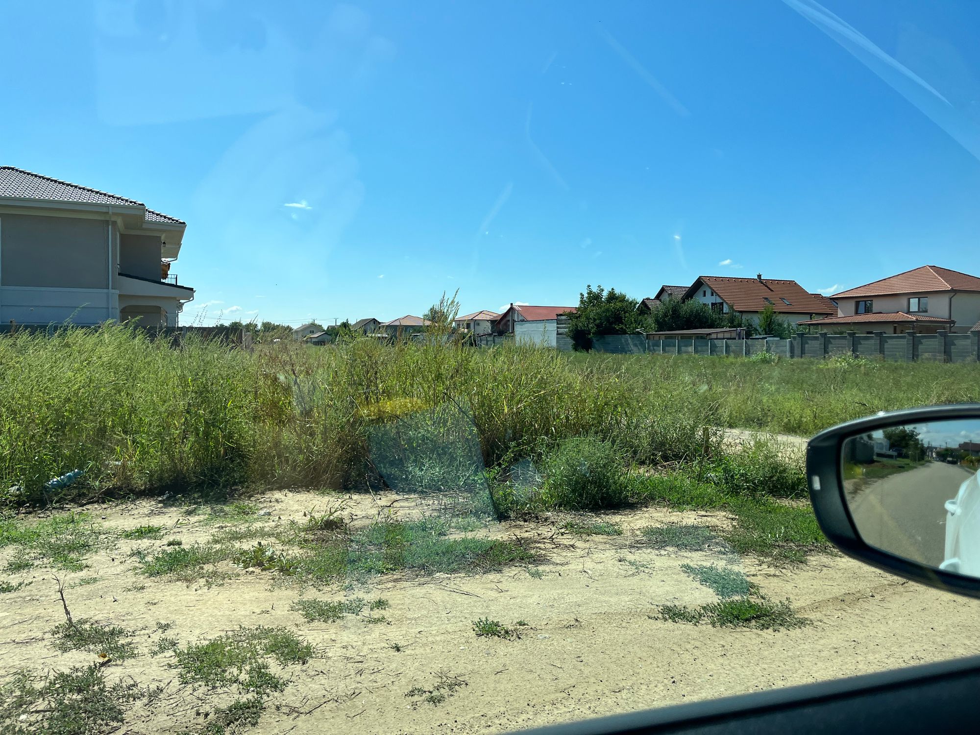 Ambrozie in Strada Școlii 55, Moșnița Nouă, Comuna Moșnița Nouă, Județul Timiș - IMG_5430.jpeg