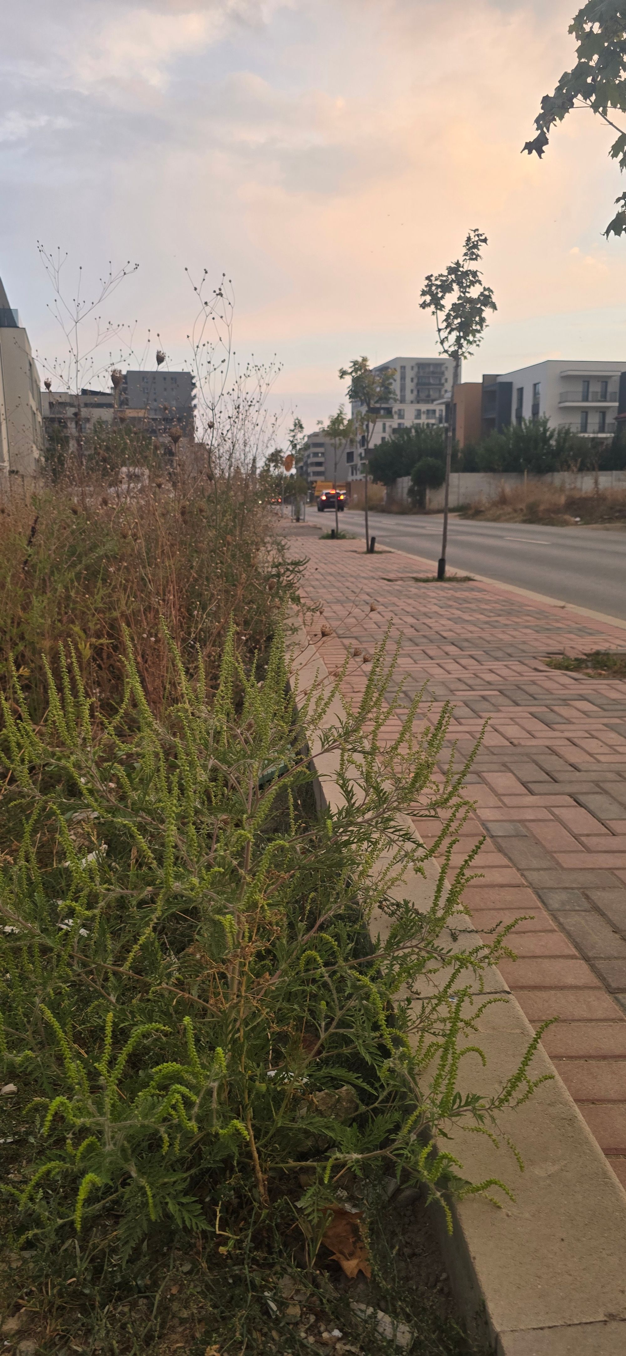 Ambrozie in Drumul Gura Caliței 105, București, Municipiul București - 20250912_192153.jpg