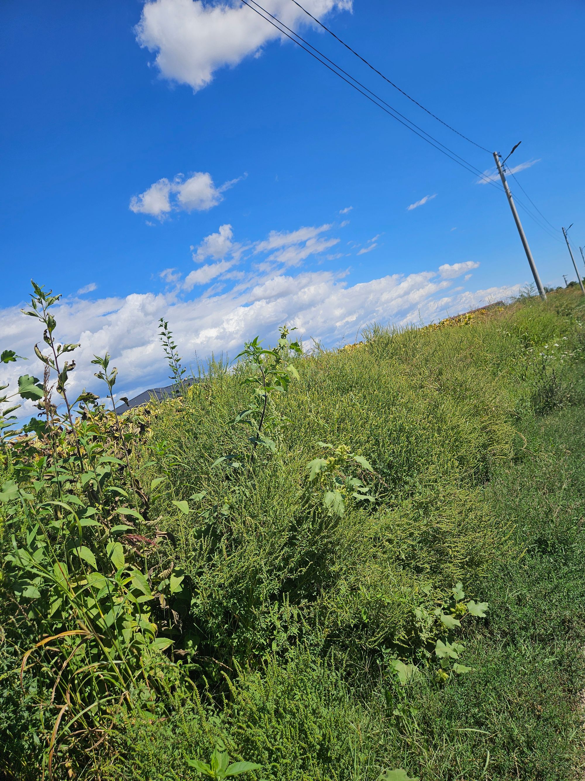 Ambrozie in DJ101I 329, Minieri, Comuna Filipeștii de Pădure, Județul Prahova - 1000212760.jpg