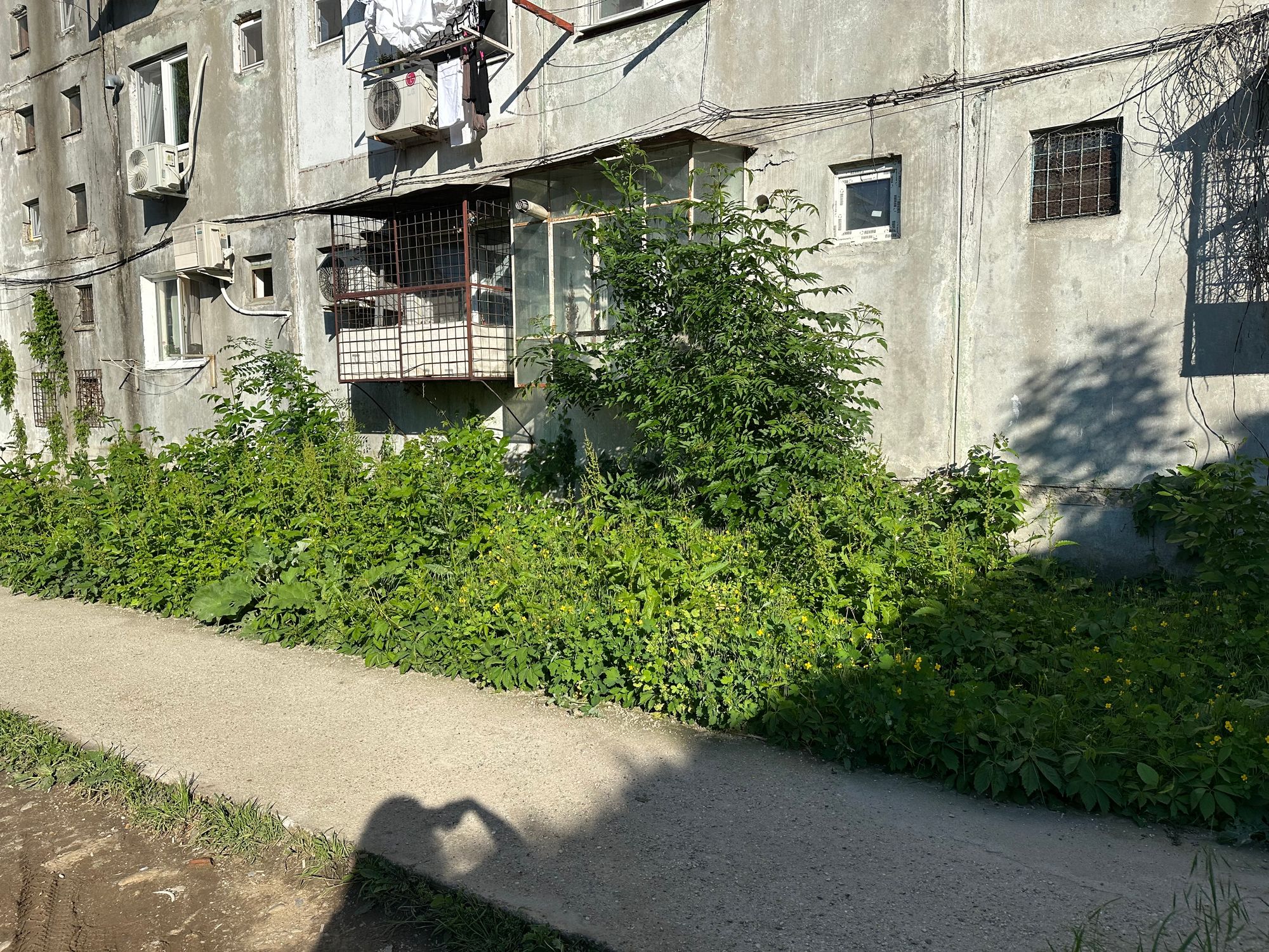 Ambrozie in Bulevardul Dimitrie Pompeiu nr 5, București, Municipiul București