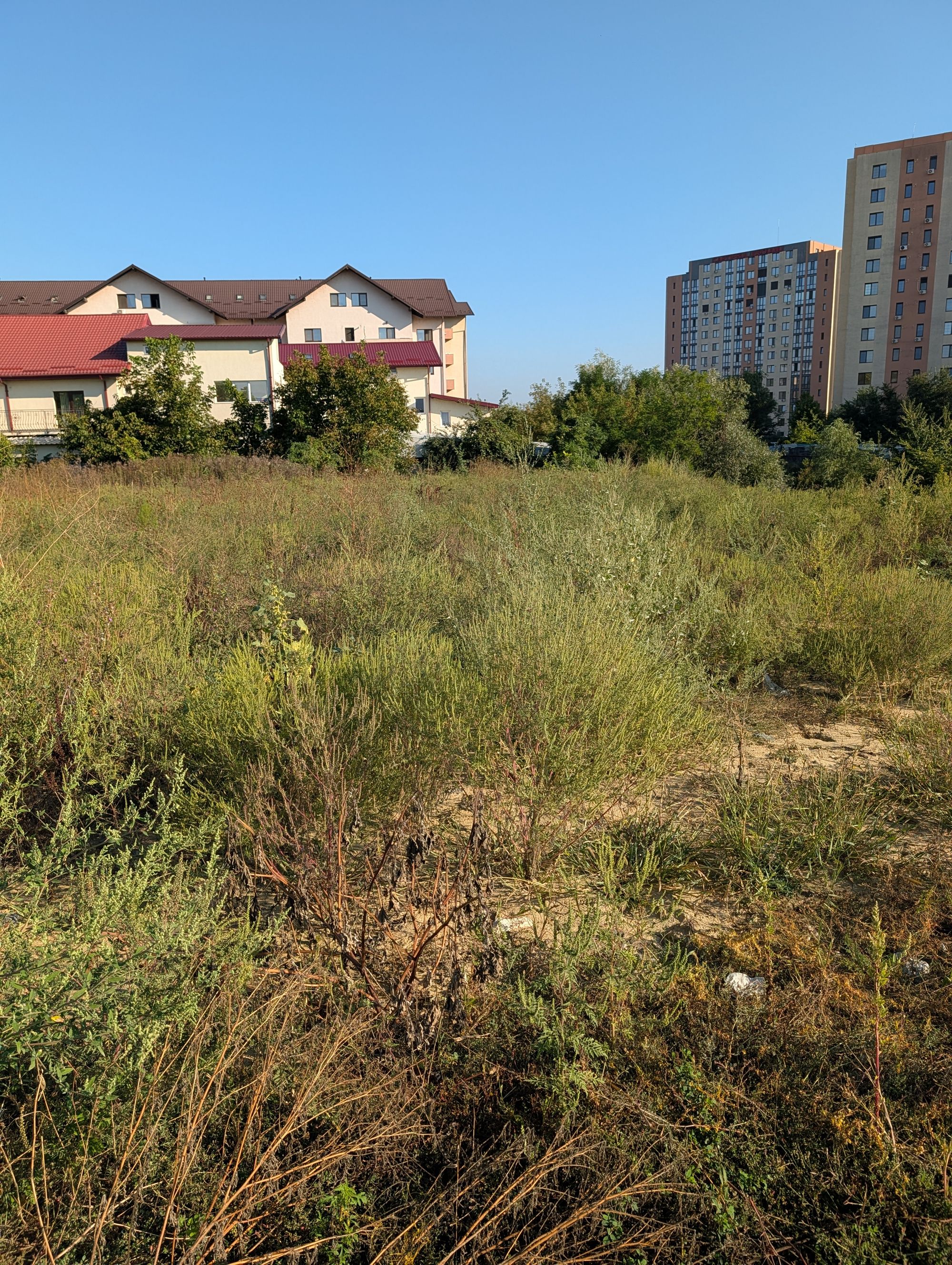 Ambrozie in Lunca Cetățuii, Comuna Ciurea, Județul Iași