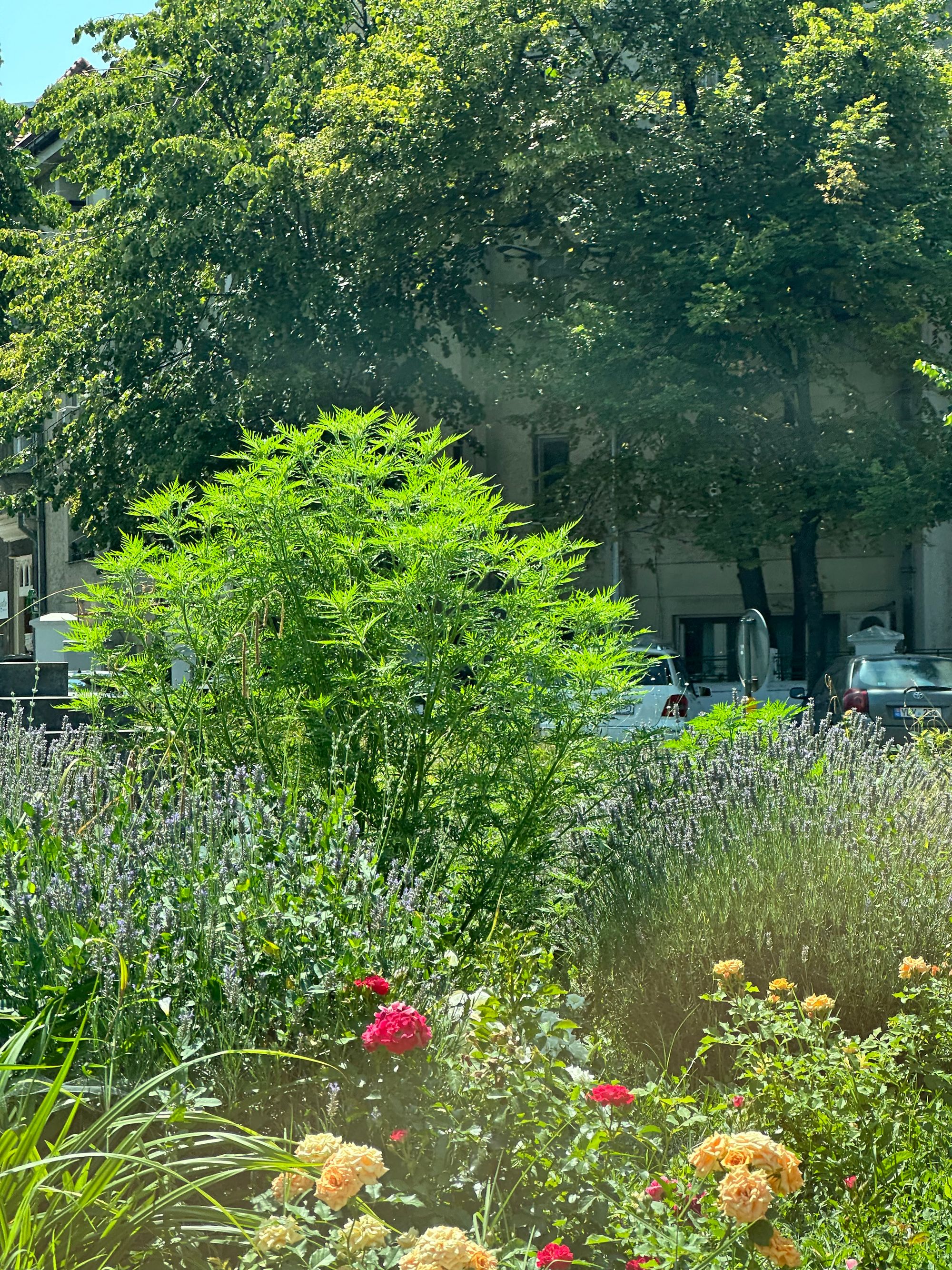 Ambrozie in Strada Praga 13, București, Municipiul București - IMG_0901.jpeg