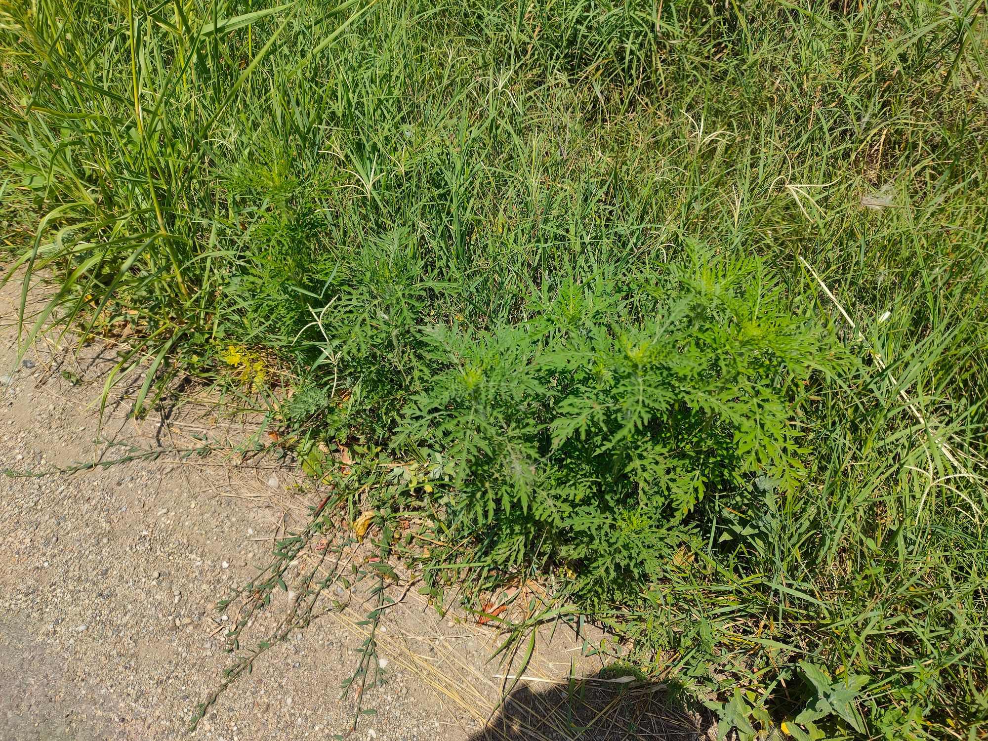 Ambrozie in Clinceni, Ilfov County - IMG20230720135743.jpg