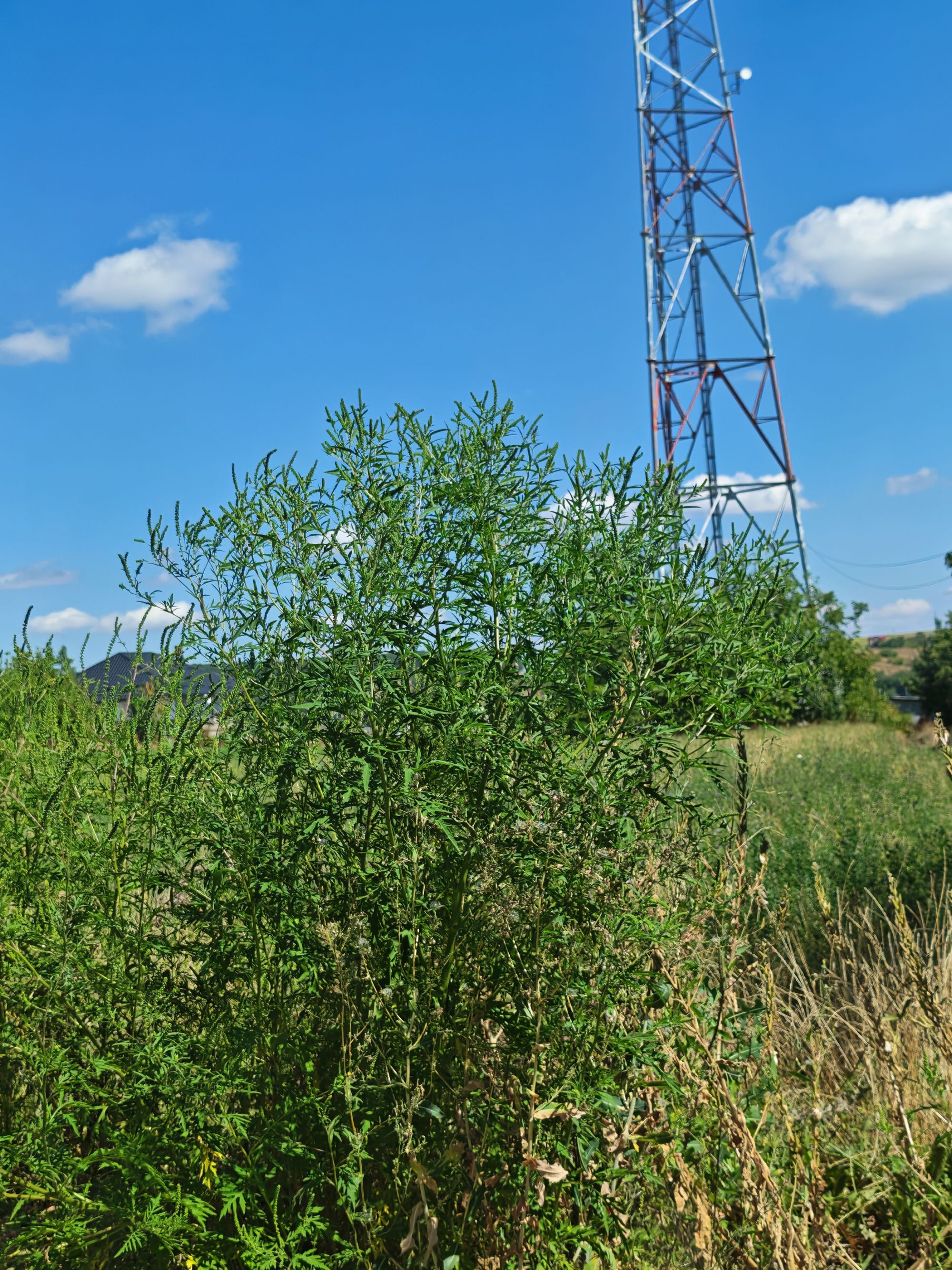 Ambrozie in Strada Crângului 20, Suceava, Municipiu Suceava, Județul Suceava - 91573.jpg