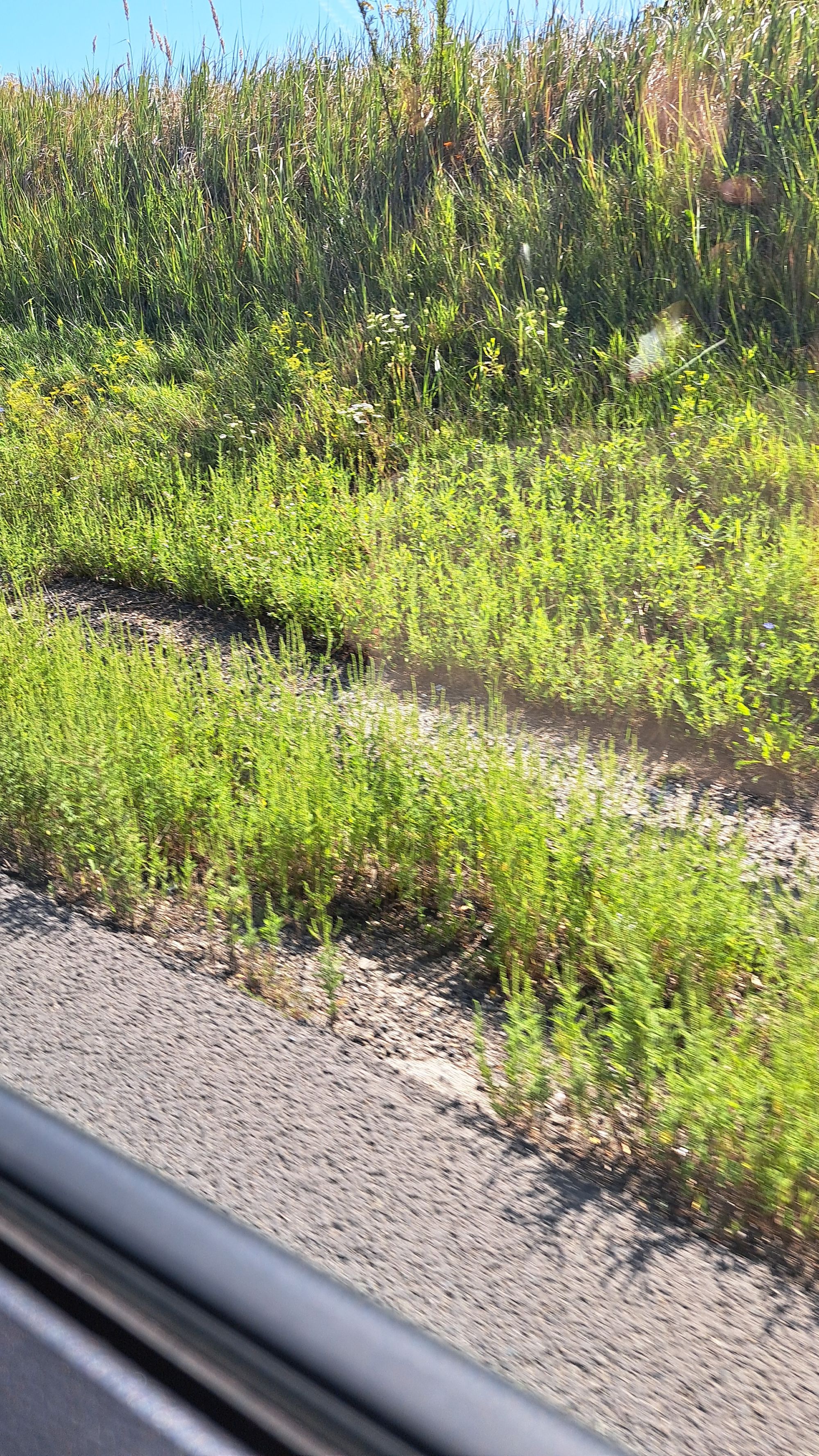 Ambrozie in Butea, Comuna Butea, Județul Iași - IMG-20250825-WA0013.jpeg