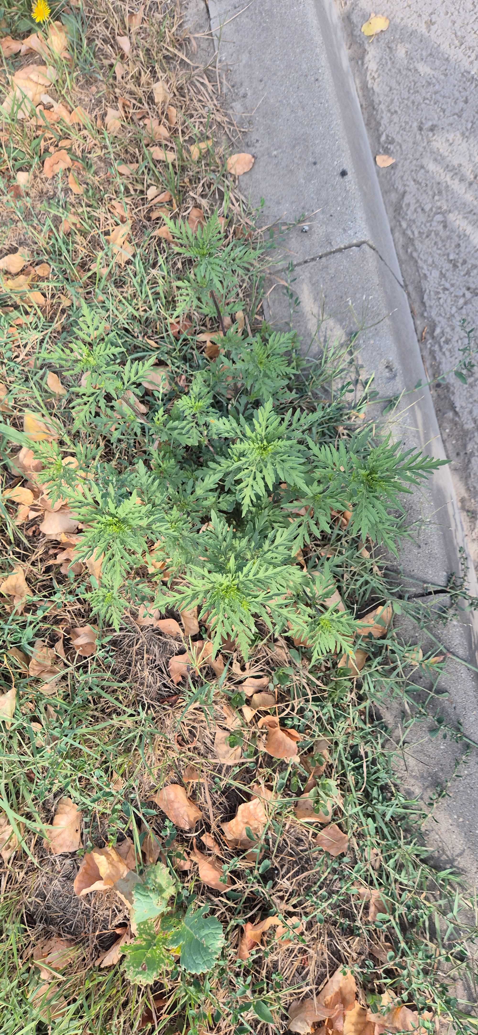 Ambrozie in Iași, Municipiu Iași, Județul Iași
