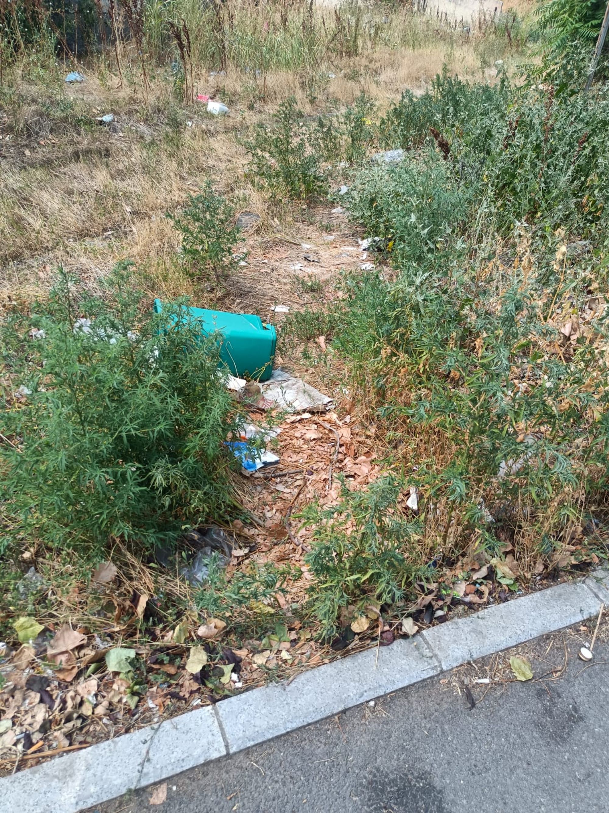 Ambrozie in Şoseaua Giurgiului, București, Municipiul București - WhatsApp Image 2025-07-28 at 15.11.17.jpeg