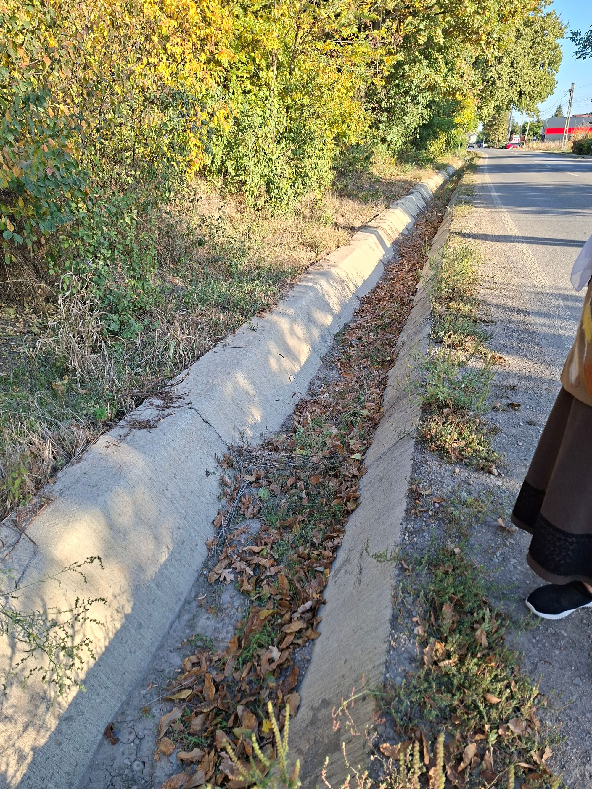 Ambrozie in DJ282 267, Breazu, Comuna Rediu, Județul Iași