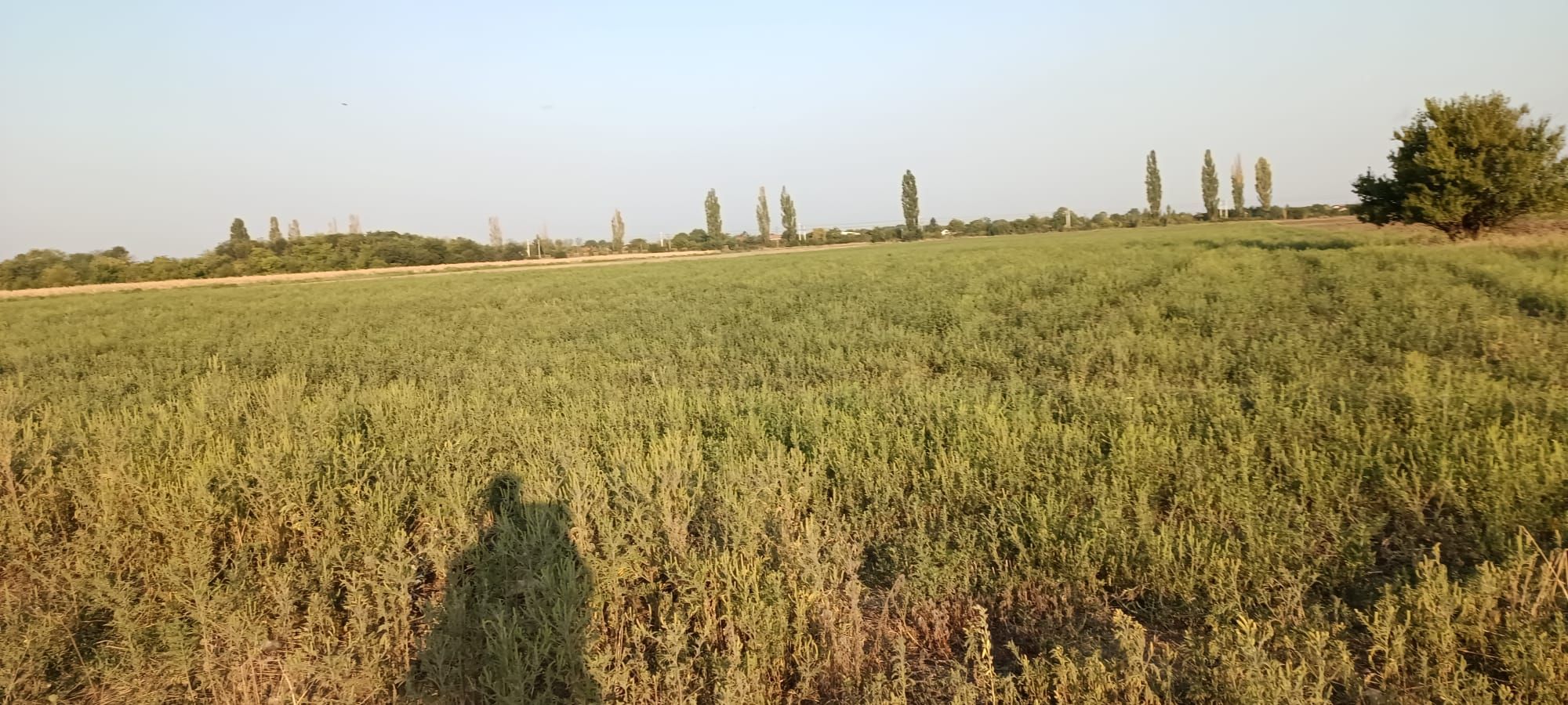 Ambrozie in Dârza, Crevedia, Dâmbovița - 2.jpeg