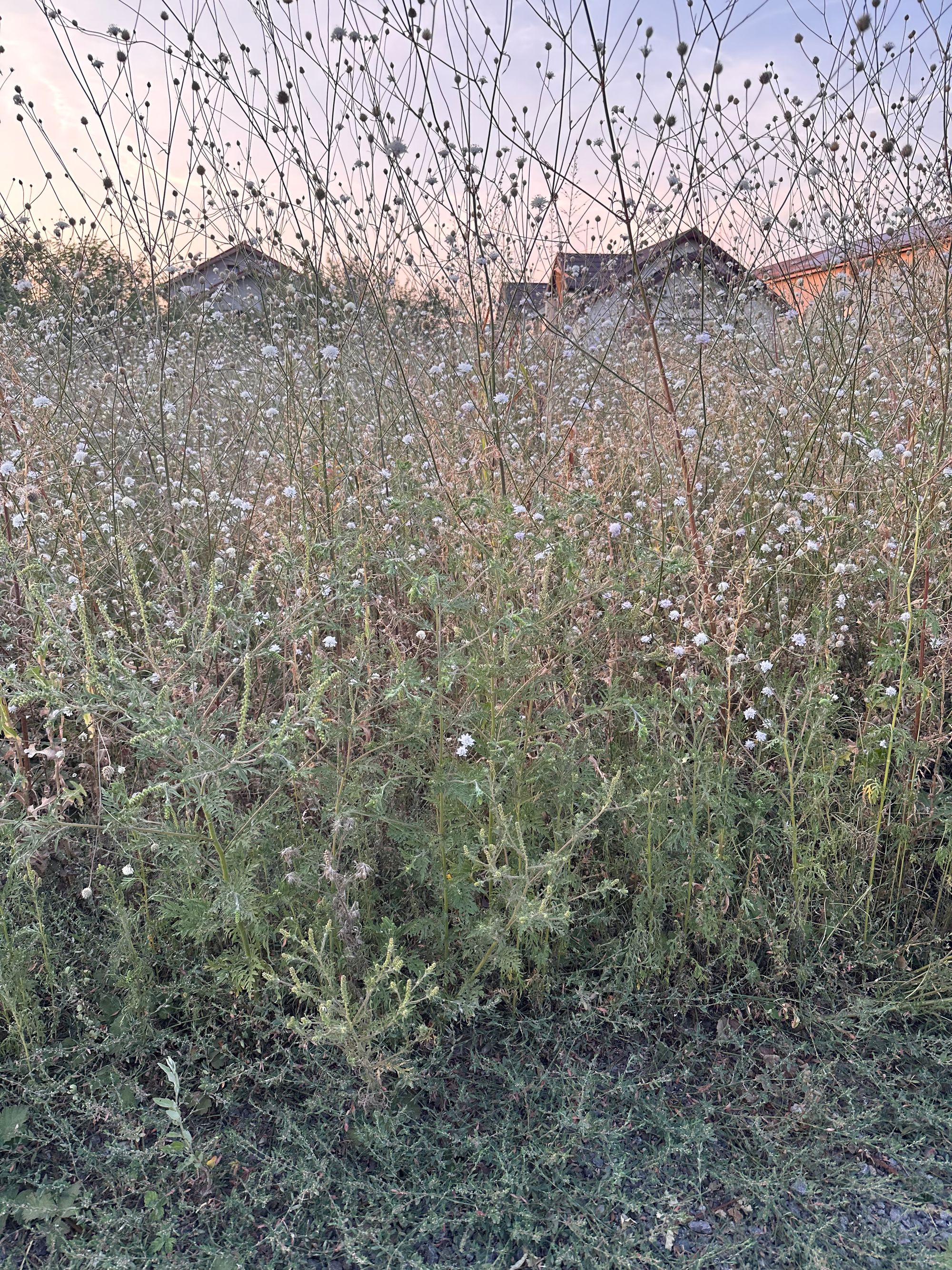 Ambrozie in Strada Cactusului 6B, Bragadiru, Oraș Bragadiru, Județul Ilfov